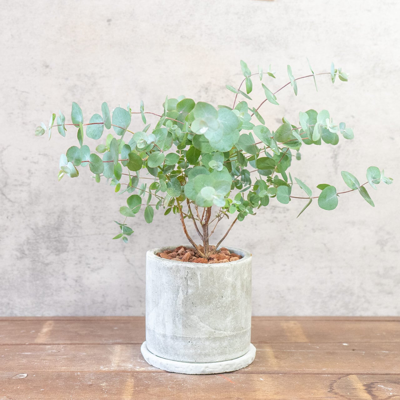 【涼しげなシルバーリーフ】厳選仕入れのユーカリ・グニー。無機質な手づくりモルタル鉢が、繊細な葉の動きを際立たせる特別な仕立て｜虫発生抑制｜送料全国一律850円