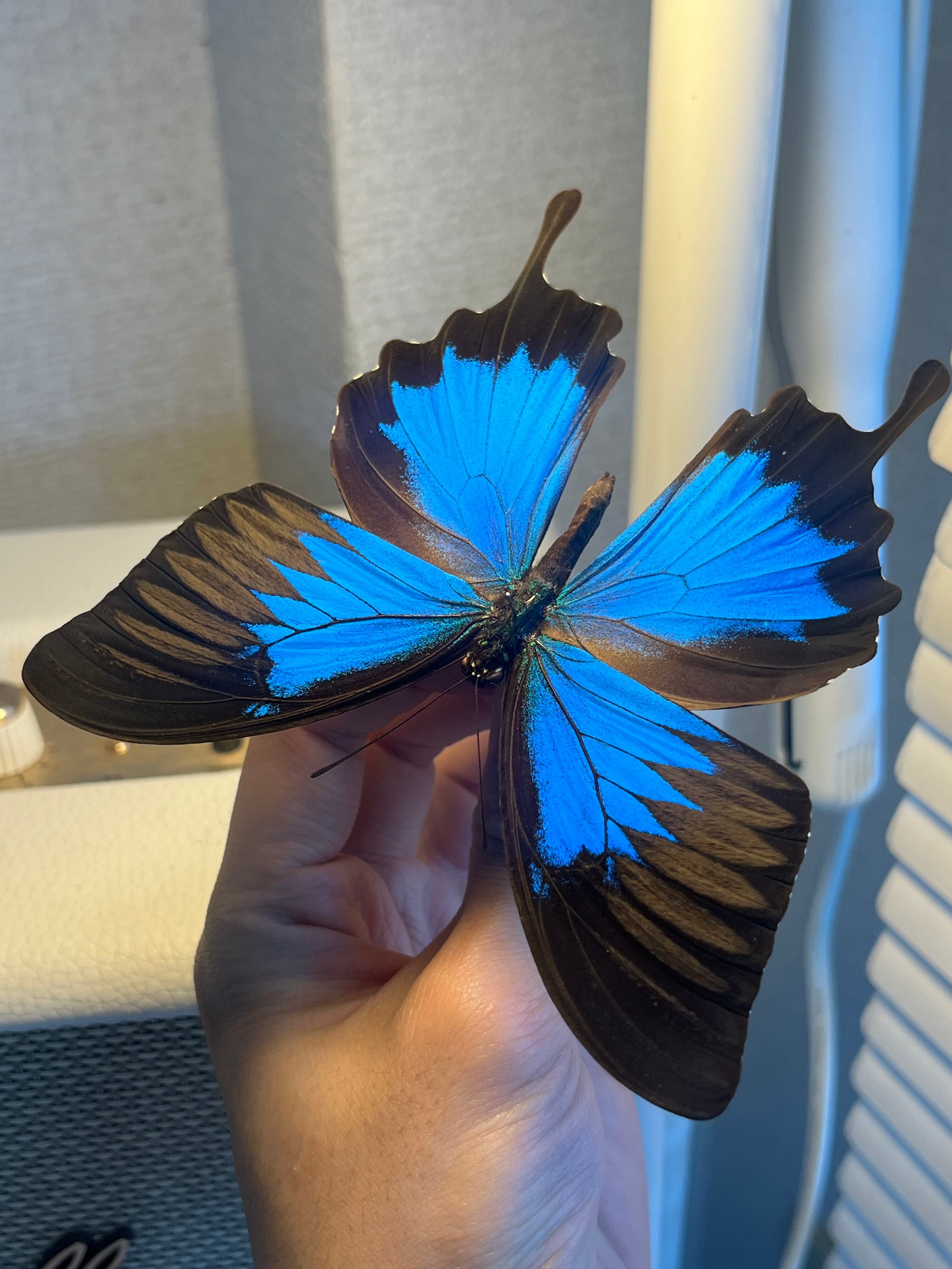 オオルリアゲハ Achillides ulysses 標本 蝶 外国産蝶標本 モルフォ