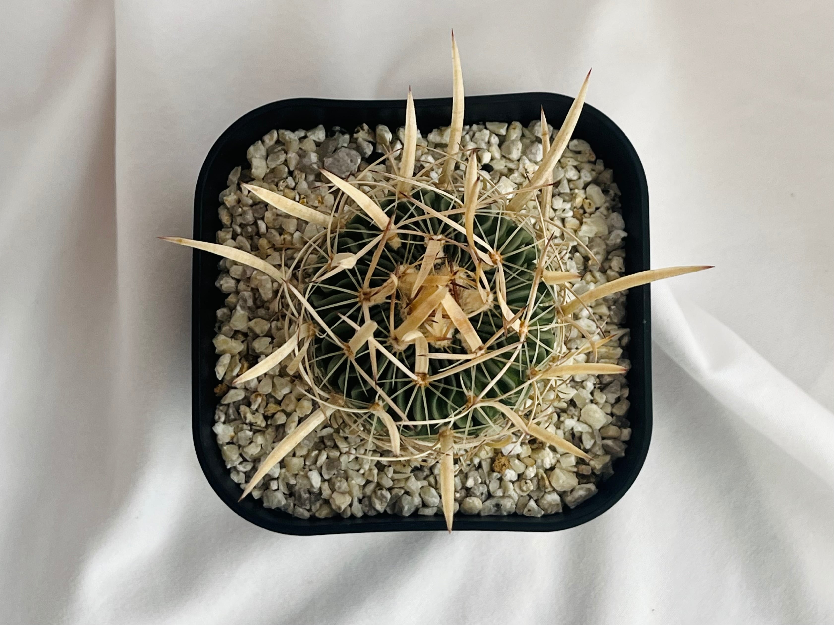 Echinofossulocactus エキノフォスロカクタス 長刺振武玉 サボテン