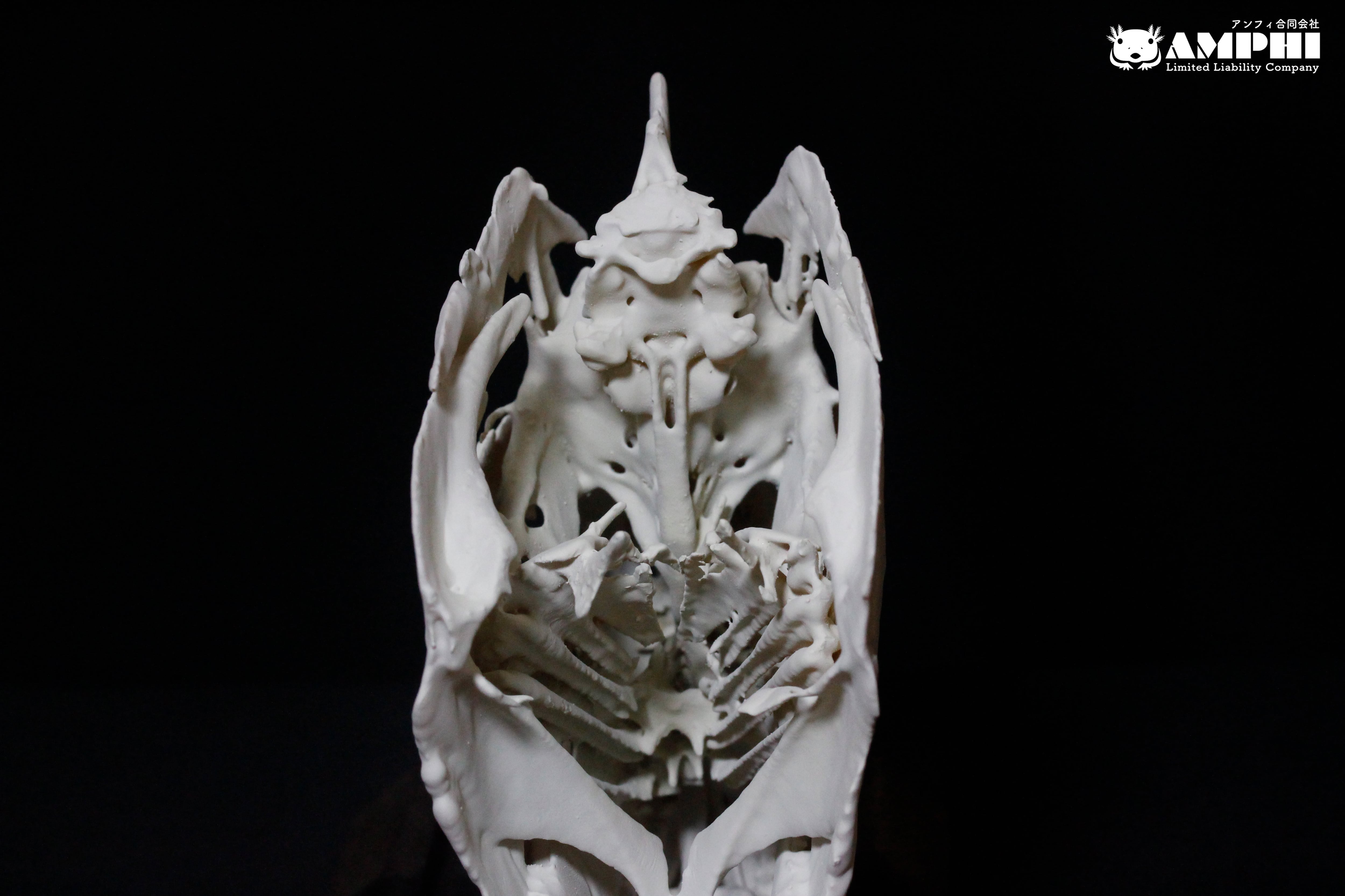 ペーシュ・カショーロ 18cm頭骨レプリカ Payara, 18cm skull ペーシュ・カショーロ 18cm頭骨レプリカ Payara, 18cm skull