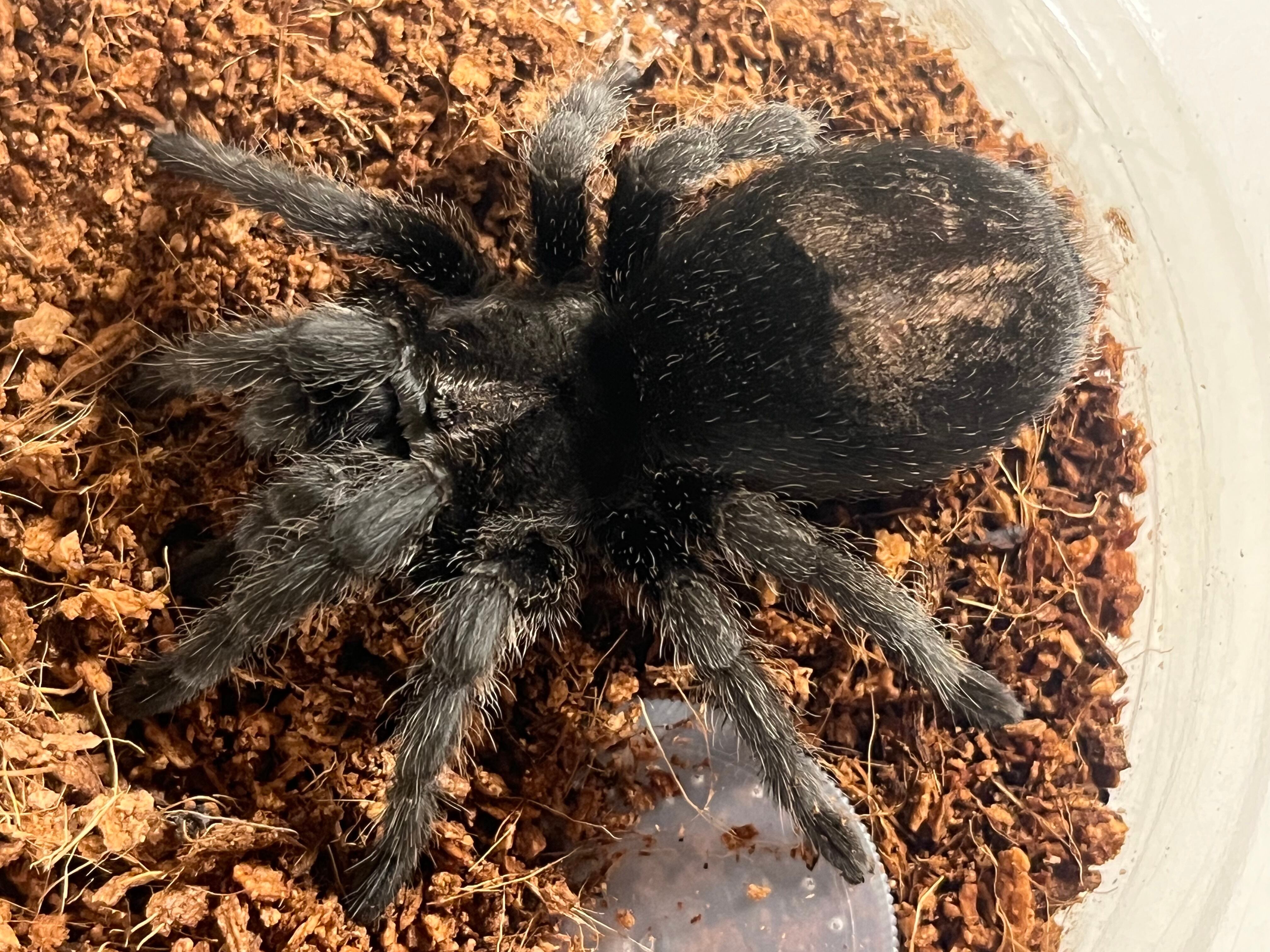ブラジリアンブラックタランチュラ 体長4cm程 蟻アリありマンティス