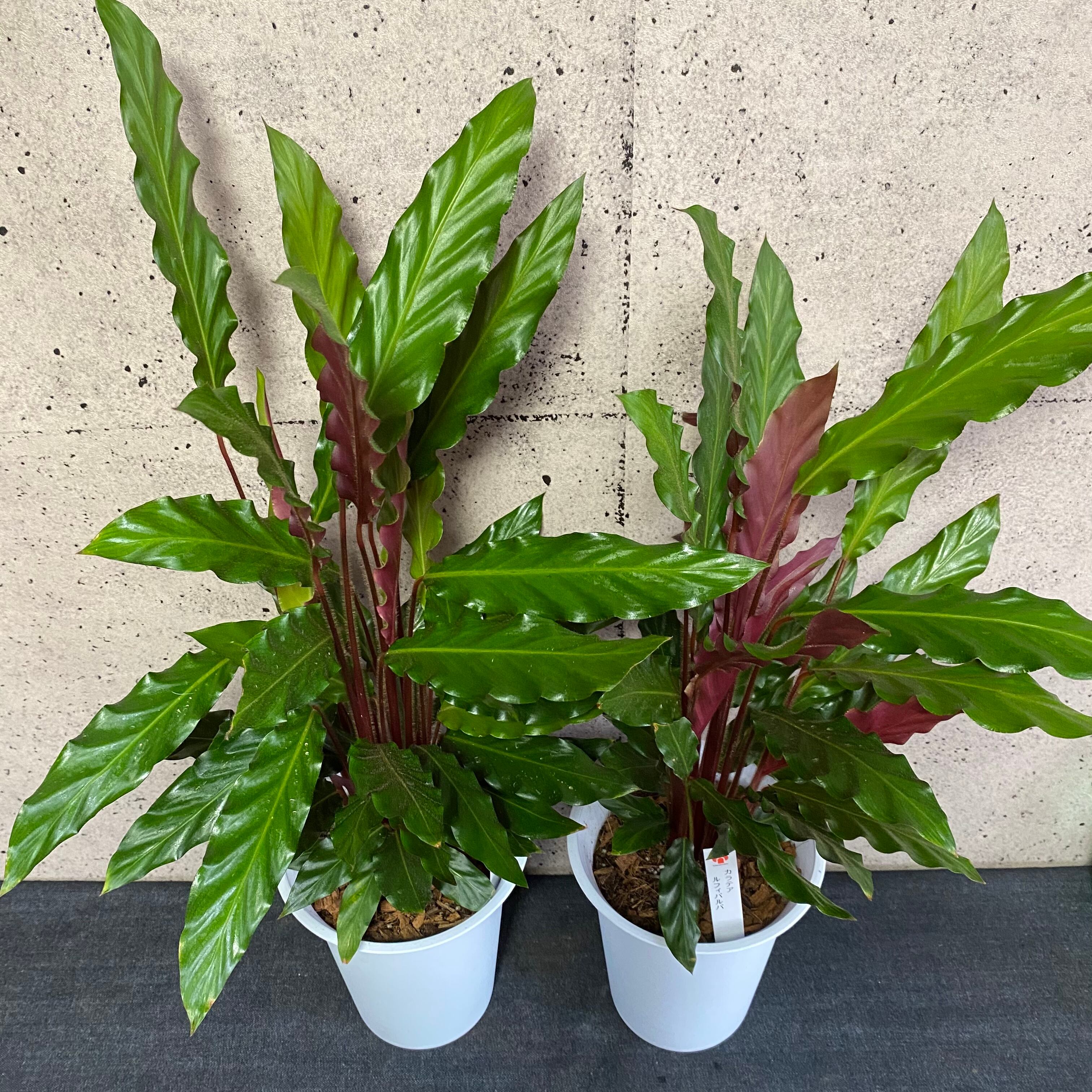 786円 上等 観葉植物 カラテア ルフィバルバ 6号鉢植え