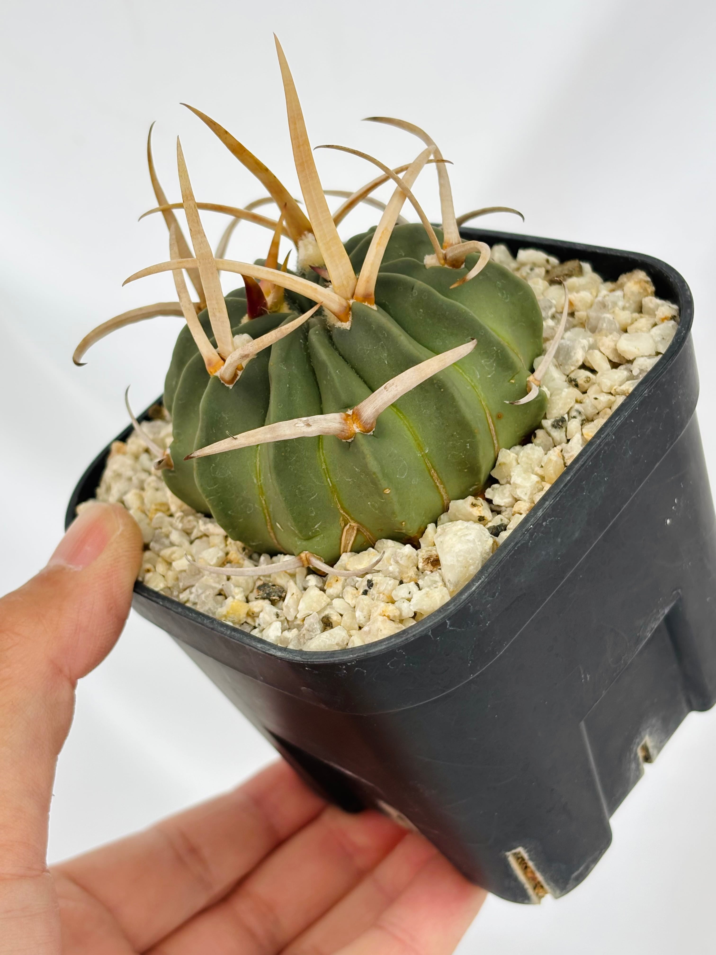 Echinofossulocactus coptonogonus エキノフォスロカクタス 竜剣丸