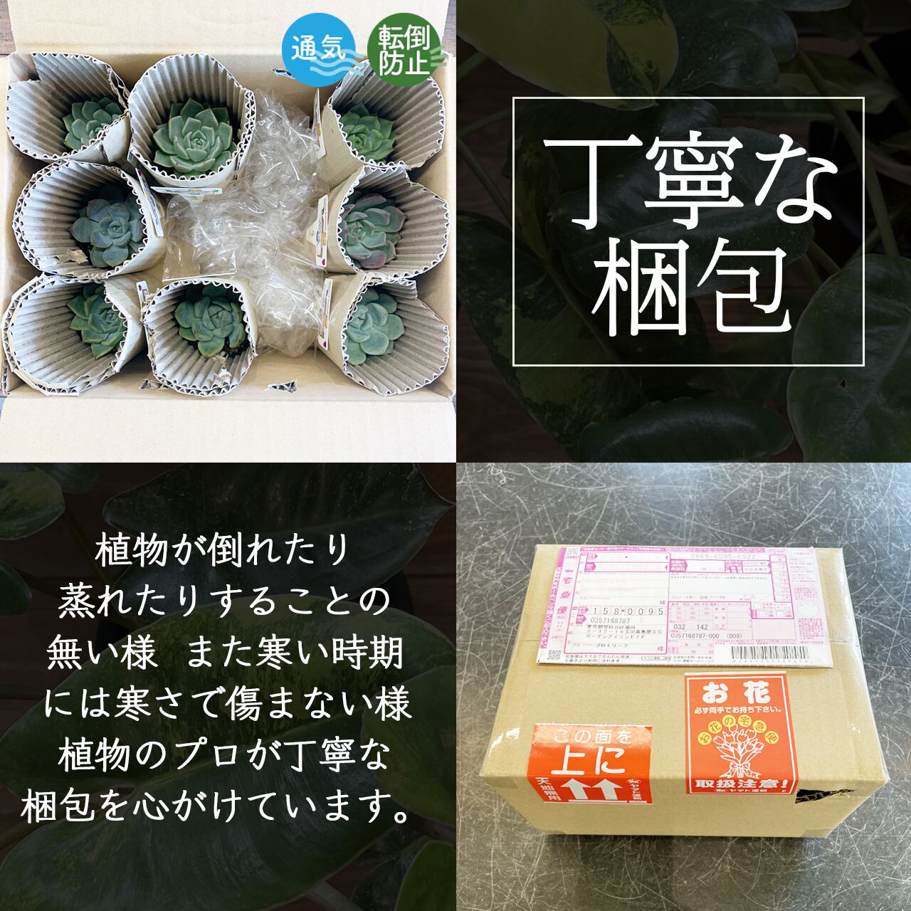 アガベ ジェントリー【396】 | PROTOLEAF プロトリーフ