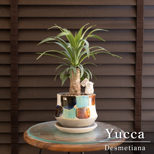 ユッカ デスメティアーナ 胴切り ブランチ 4号 信楽焼 陶器鉢 Yucca Desmetiana 0524GY