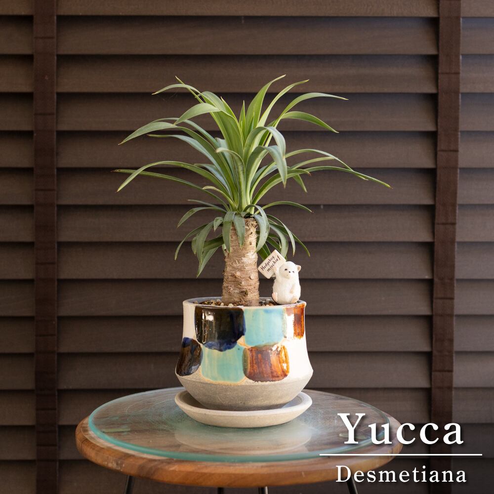 ユッカ デスメティアーナ 胴切り ブランチ 4号 信楽焼 陶器鉢 Yucca Desmetiana 0524GY