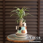 ユッカ デスメティアーナ 胴切り ブランチ 4号 信楽焼 陶器鉢 Yucca Desmetiana 0524GY