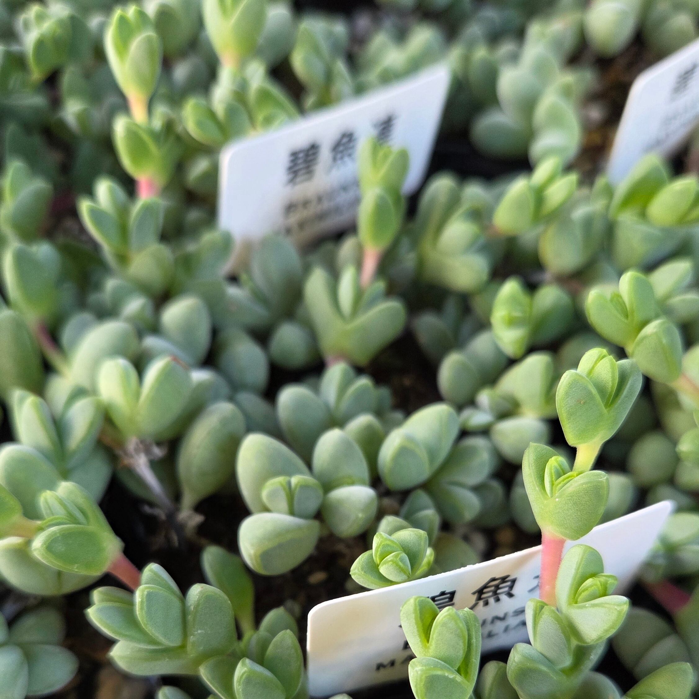 その他 | 多肉Garden＊Grow