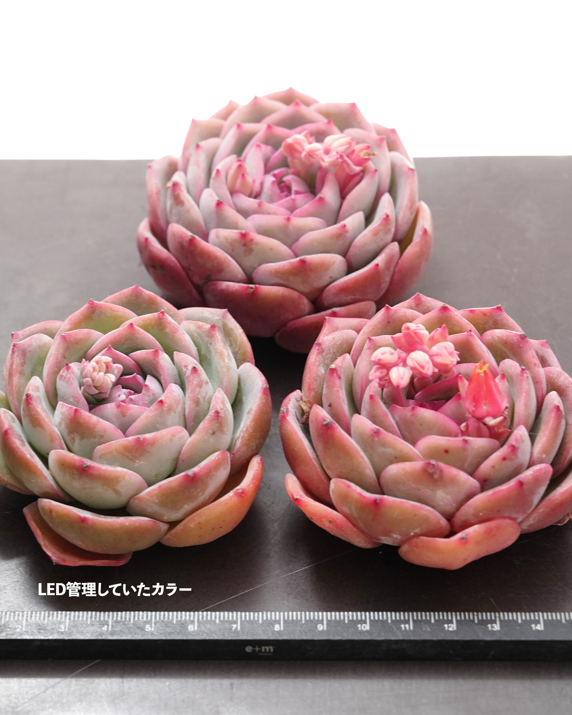 カット苗 ストロベリーキャンディ Echeveria 'Strawberry Candy