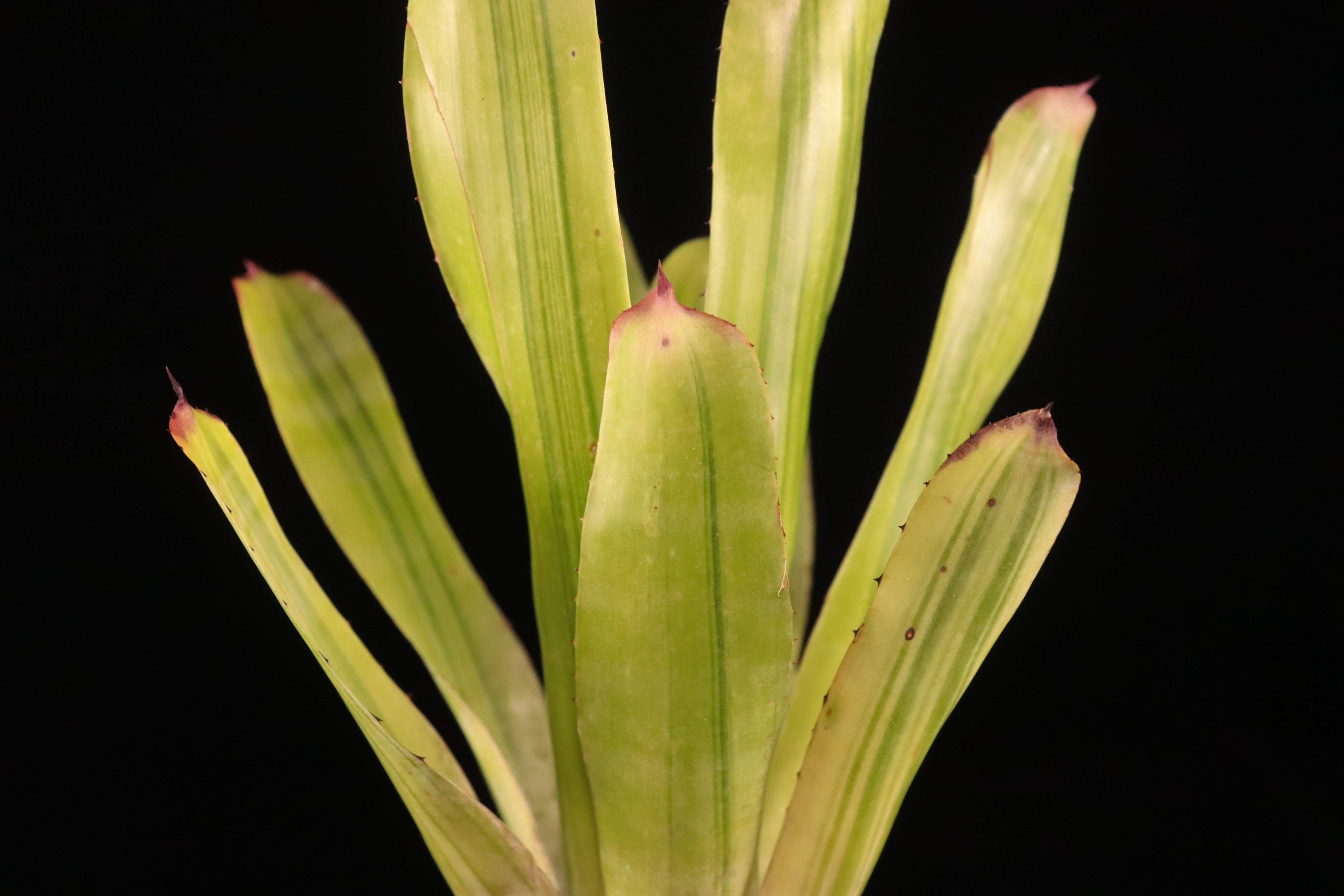 reserved】Hohenbergia castellanosii Variegated