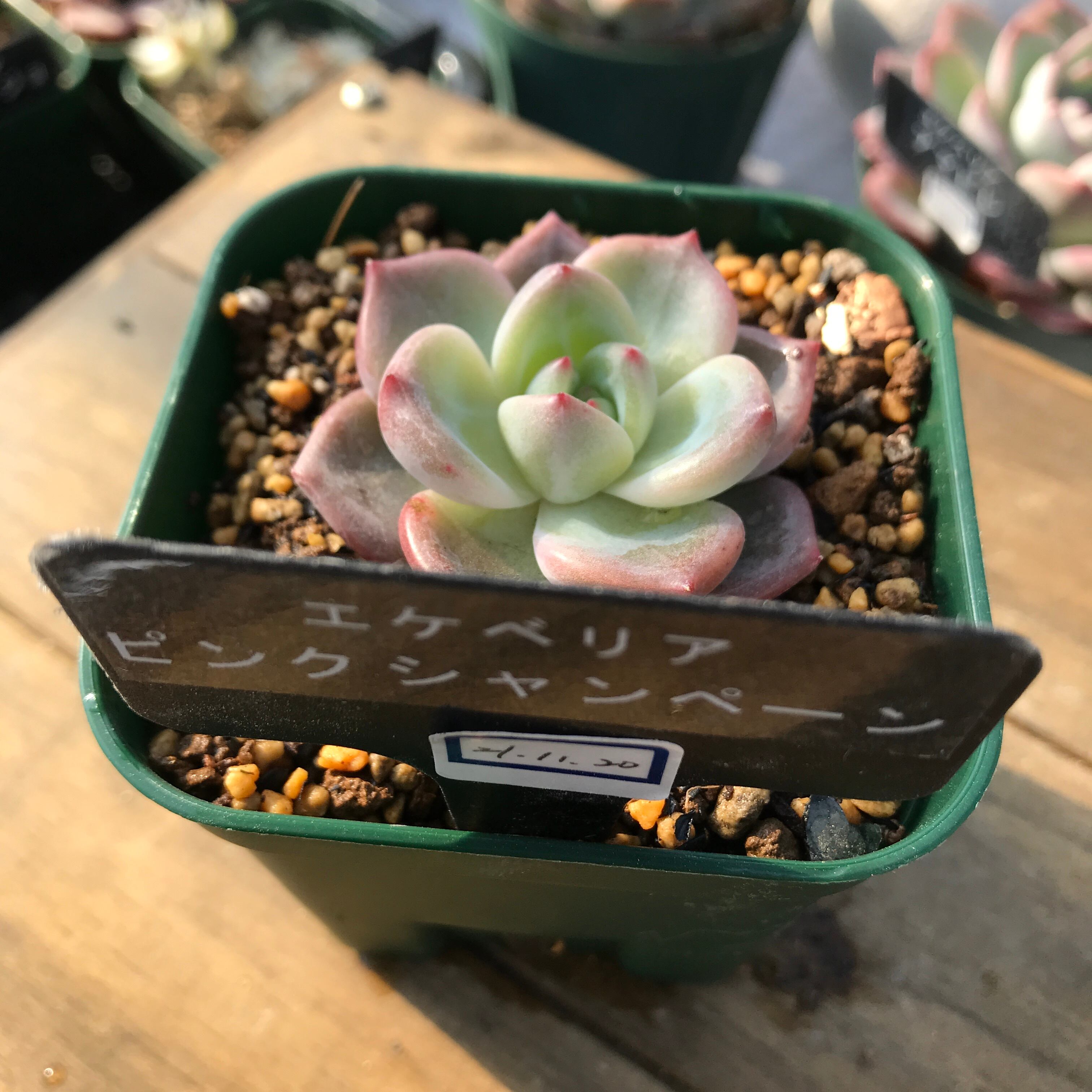 現物商品 ピンクシャンペーン Echeveria Pink Champagne 輸入苗 多肉植物研究所