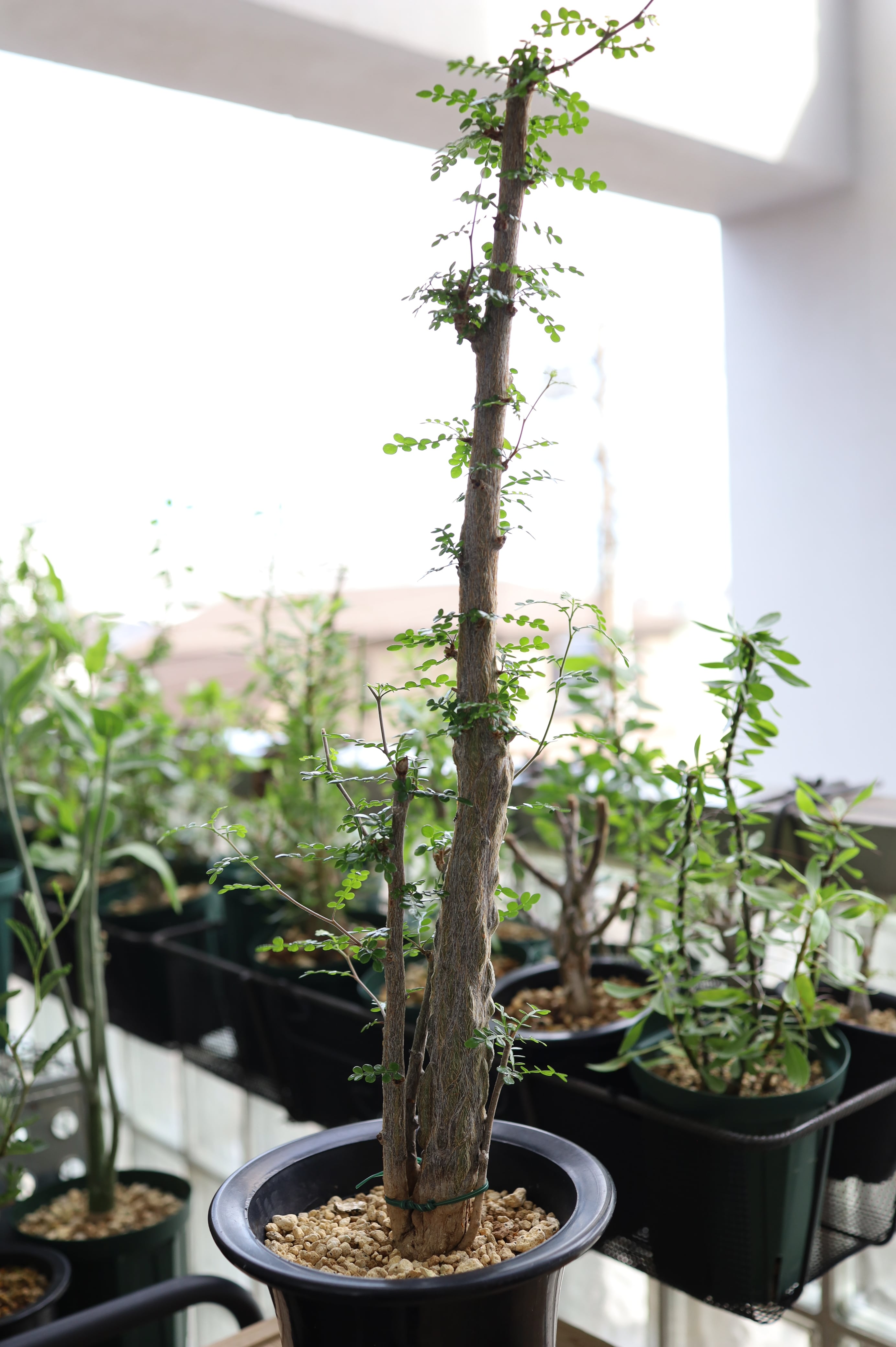 オペルクリカリア・デカリー | Operculicarya decaryi _002 | SAVVY PLANTS