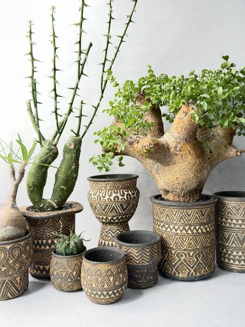 コミフォラ・サクシコラ