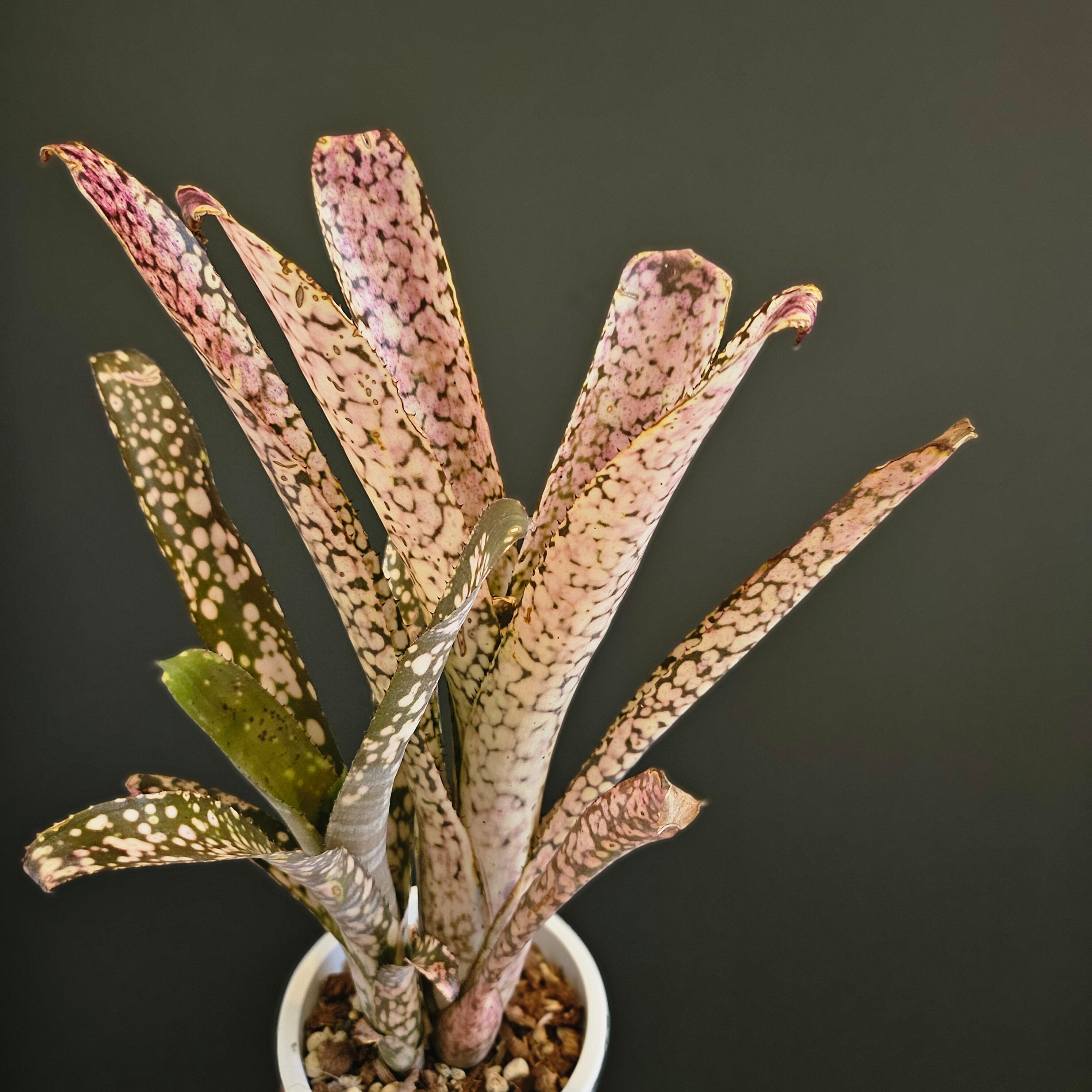 ビルベルギア ライムストーン Billbergia Limestone | Plants Baka