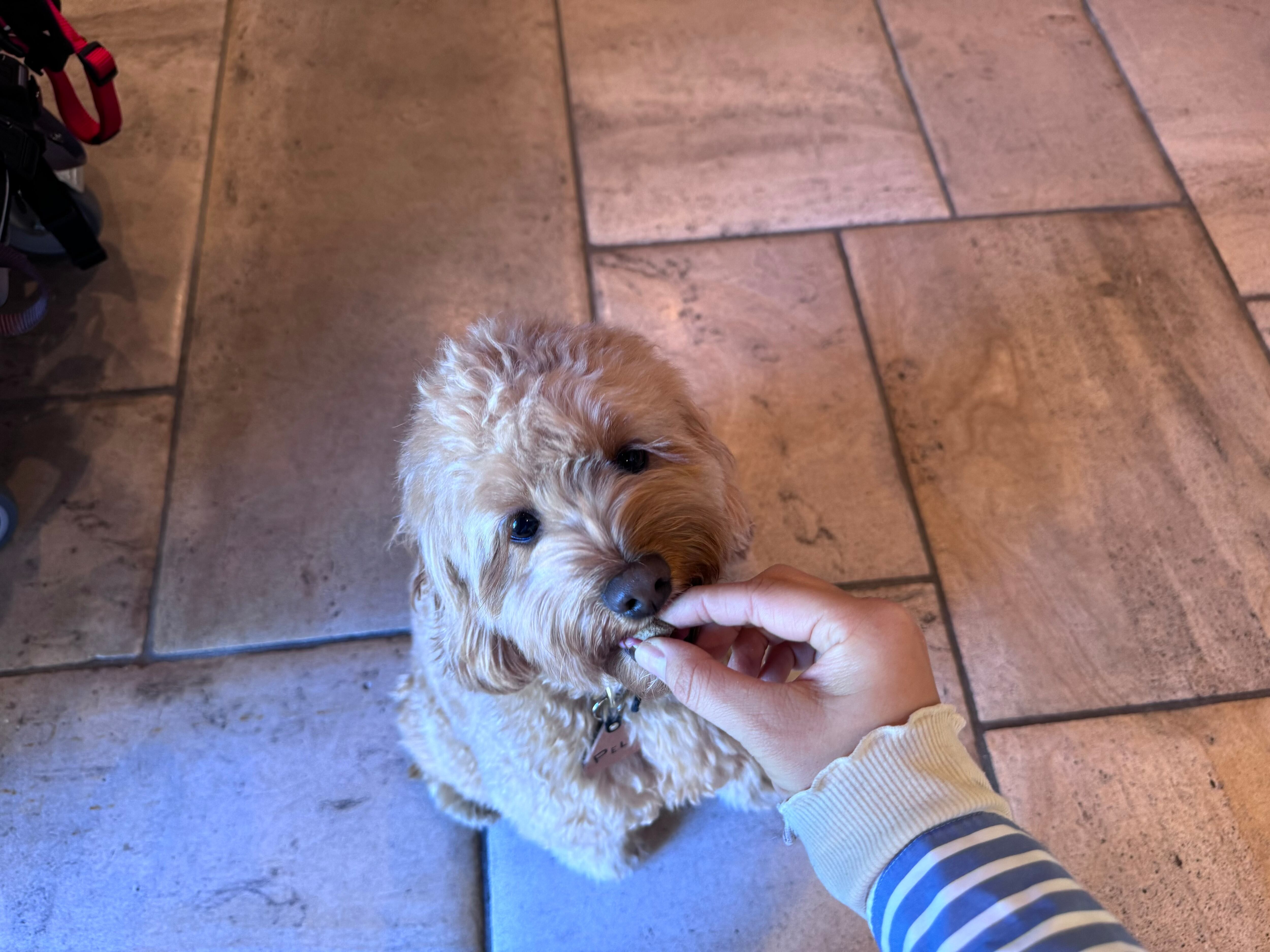 Grand Cru DOG ドッグフード FISH ／SURF&TURF 80g THE DAYS