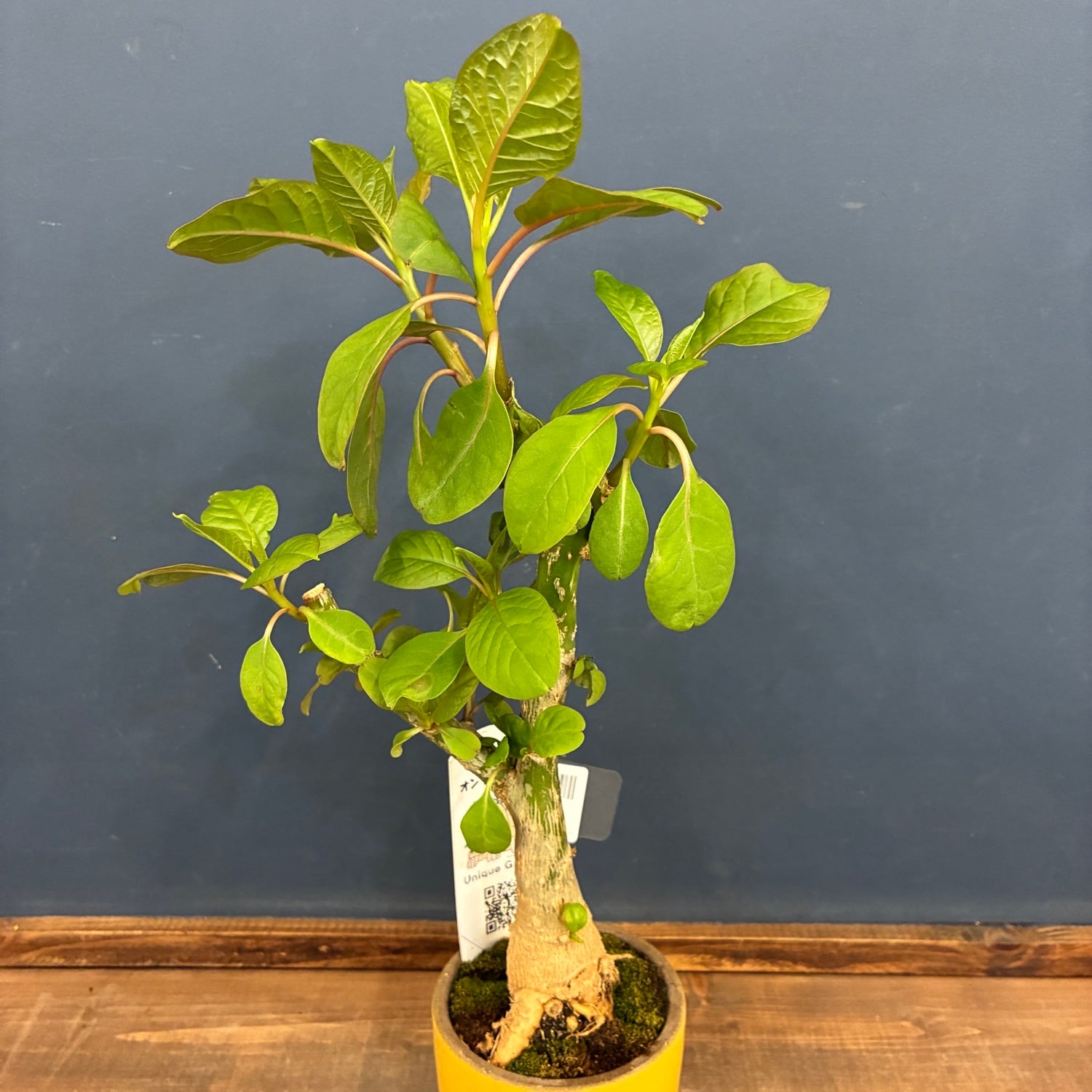 塊根植物 | PROTOLEAF プロトリーフ