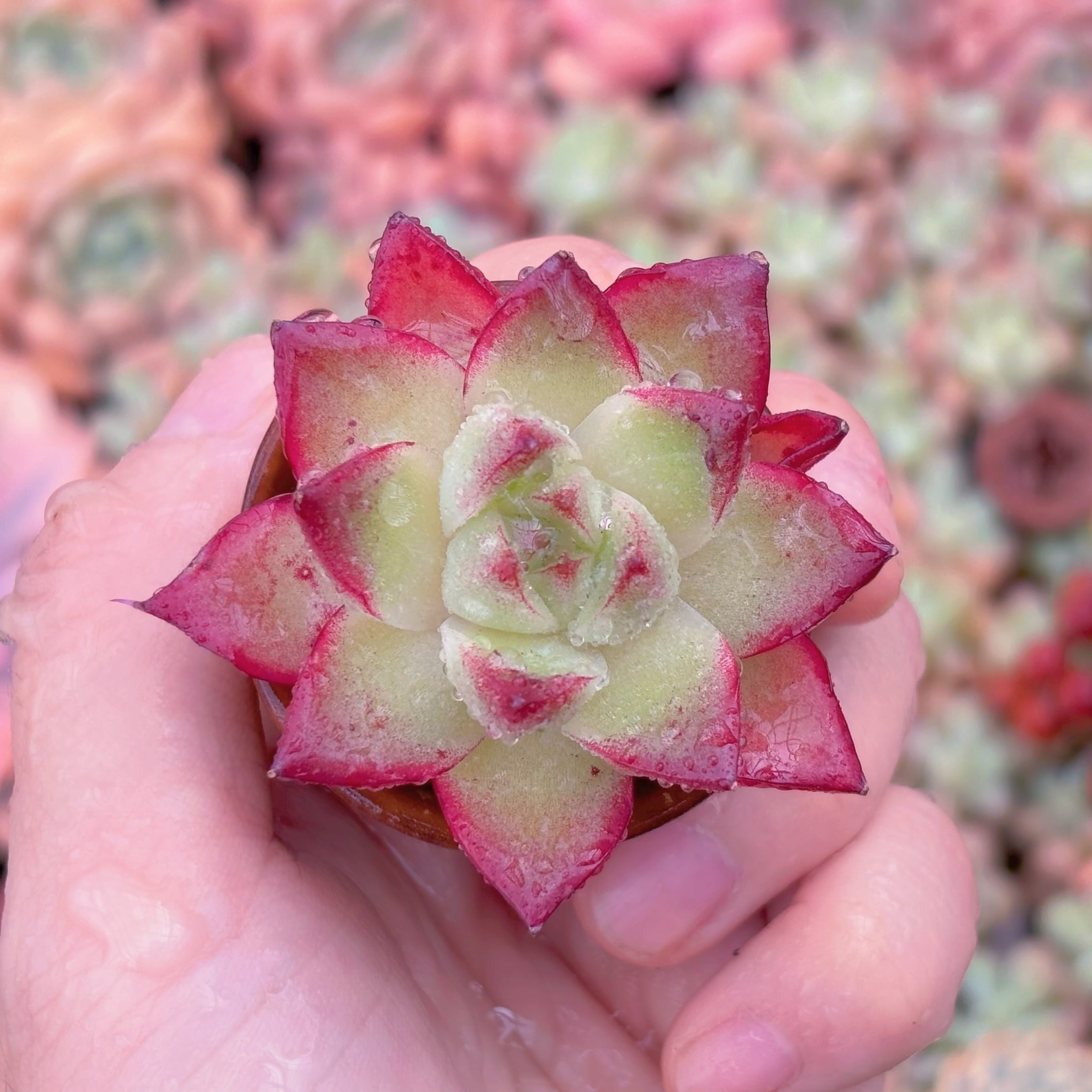 多肉植物　夢幻女王　新入荷　るる農園