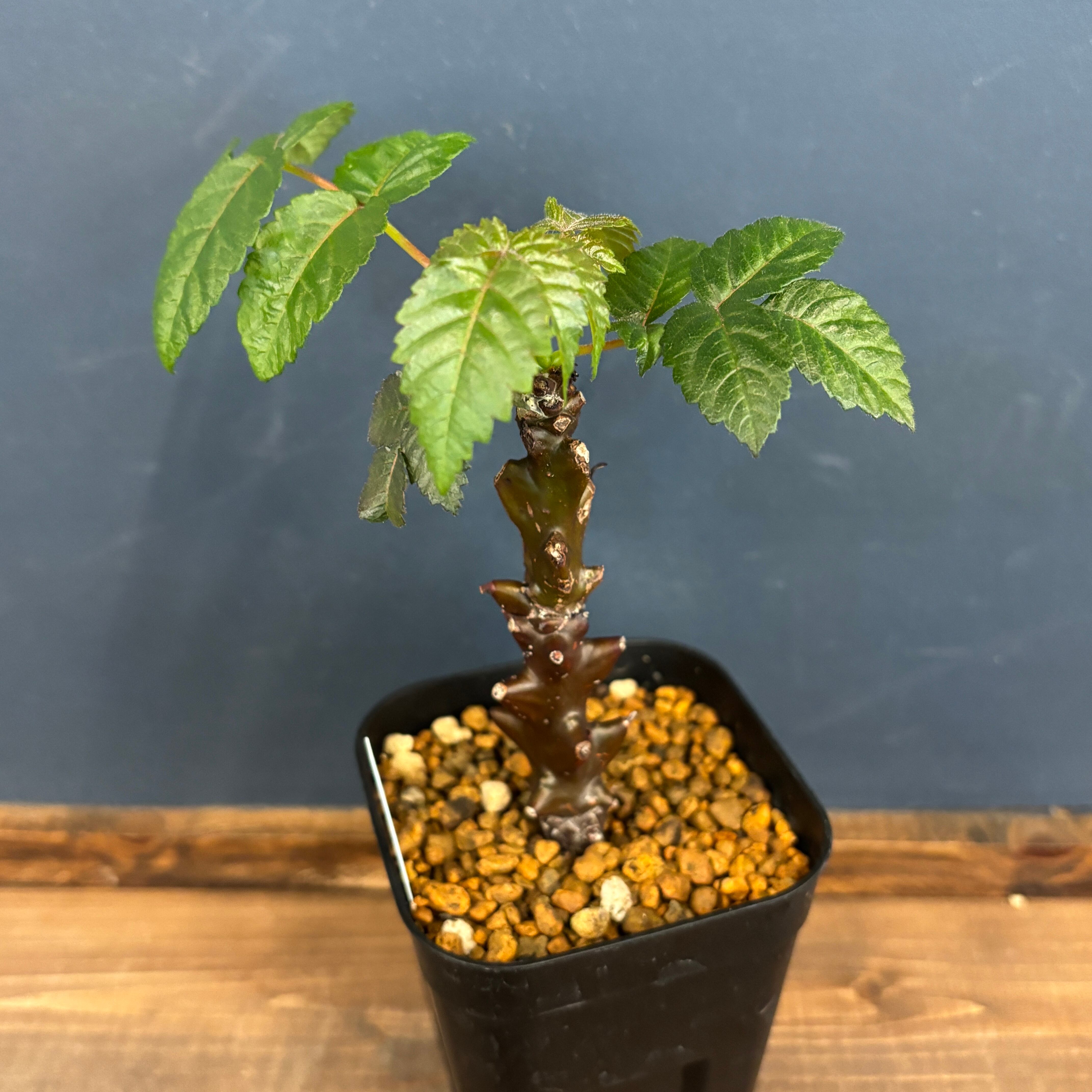 ベイセリア•メキシカーナ 2500624 ベイセリア•メキシカーナ 2500624