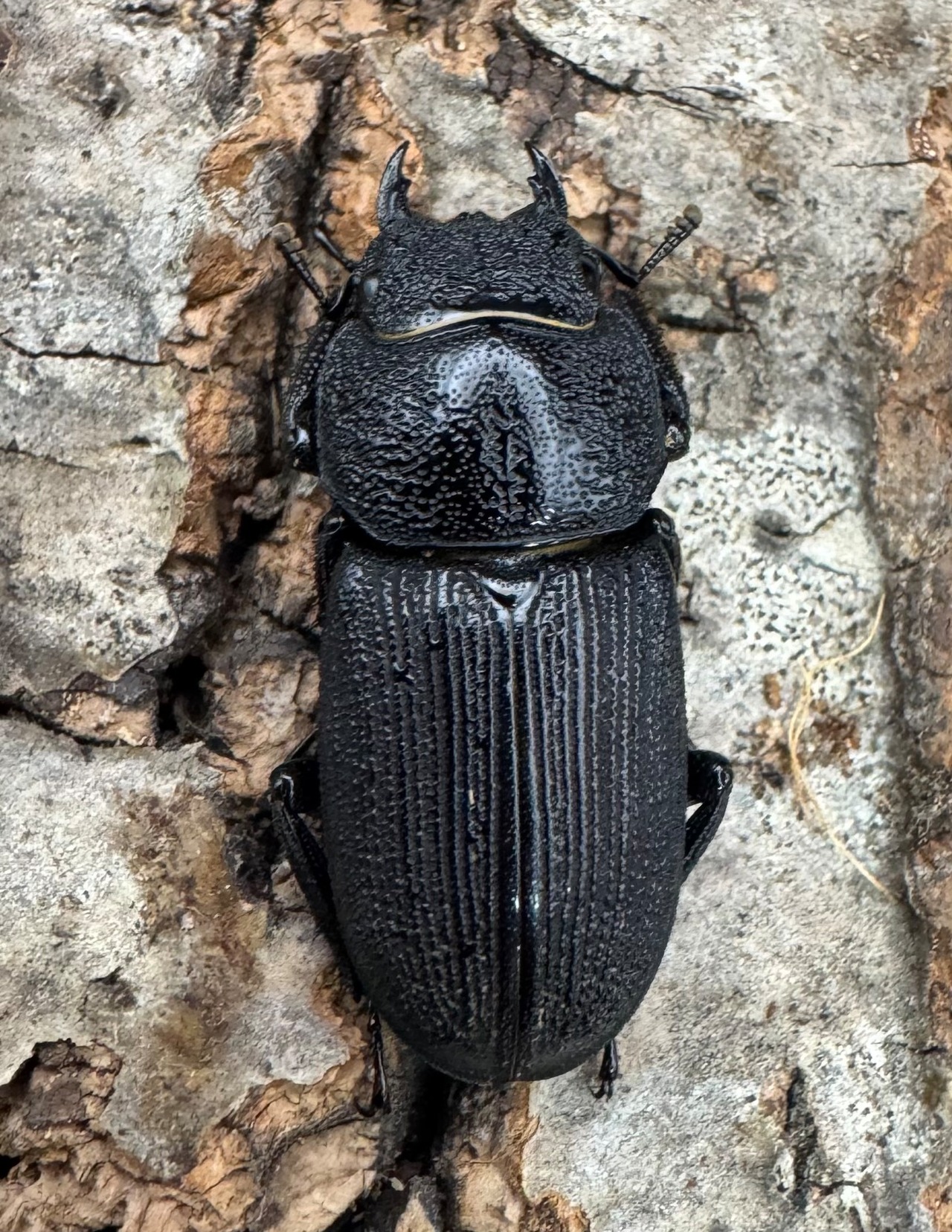 【WD】《ドルクス zhouchaoi(メンシウス ssp.) 28mm ペア》