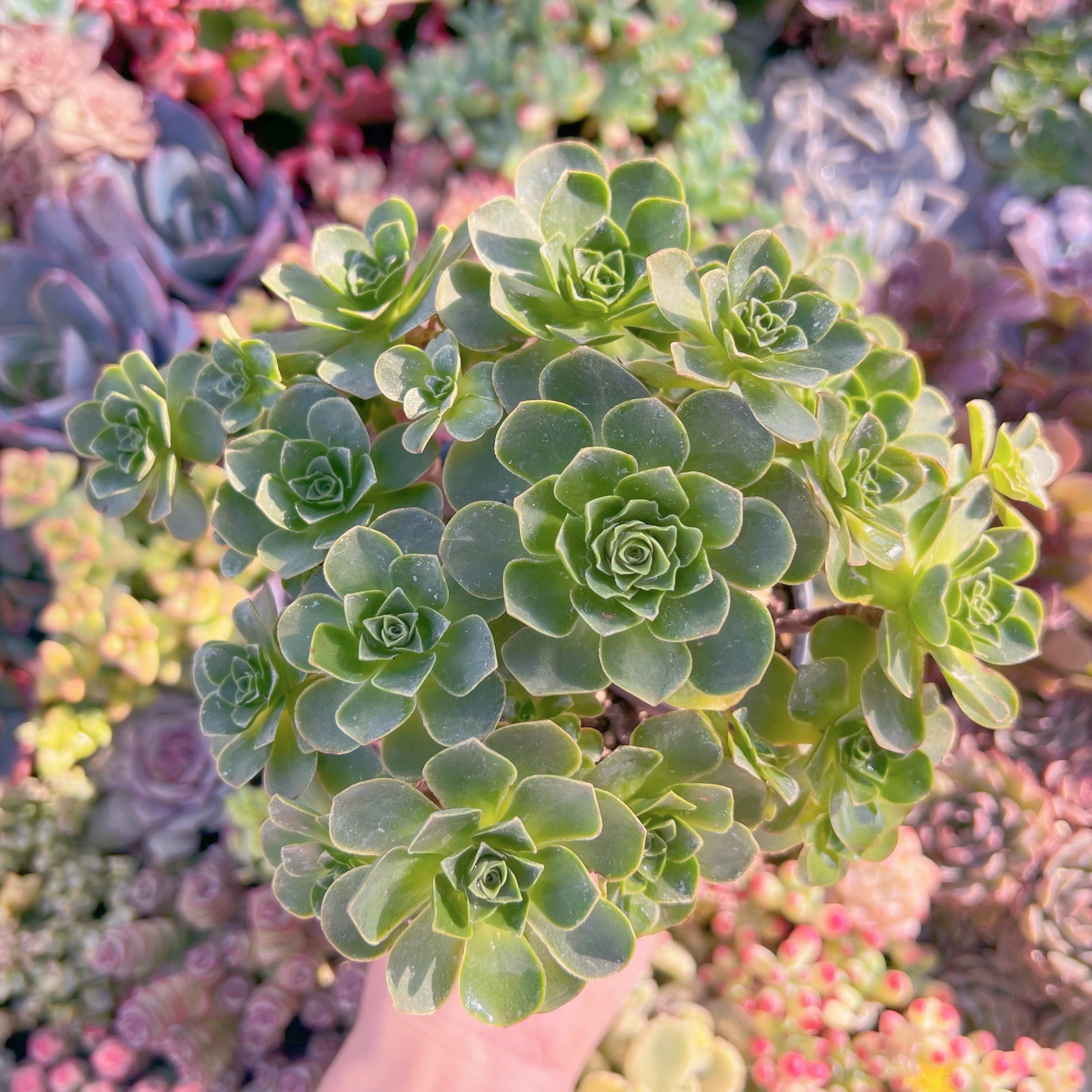 現品　Greenovia樹花ローズ(じゅかローズ)#K006　群生　新入荷　るる農園