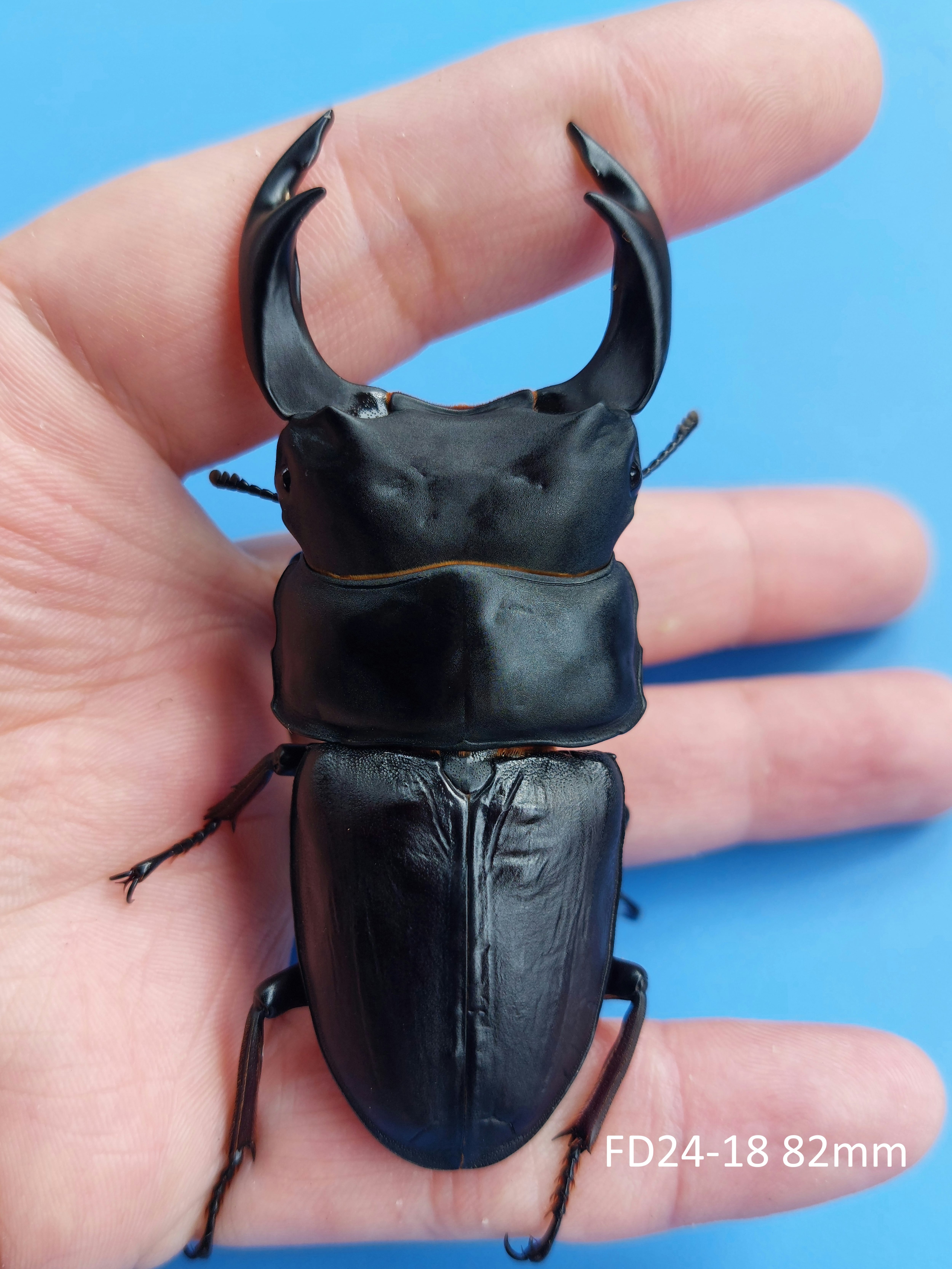 オオクワガタ久留米大型血統♀単(プレミアムライン) オオクワガタ 久留米血統 83.5mm ペア》 | KPW BASE店