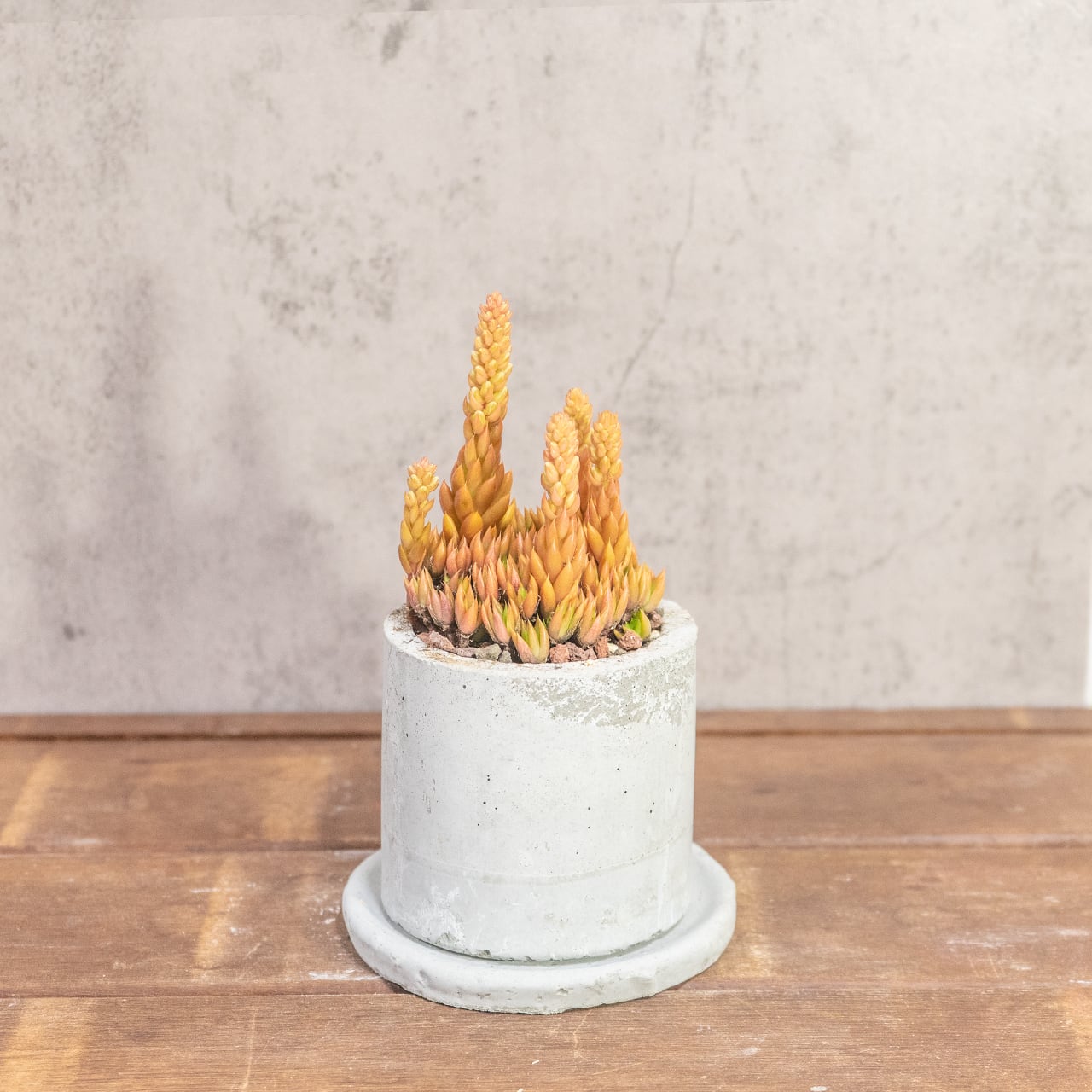 ツメレンゲ|オレンジに色づく姿が華やかな秋色多肉【一点もの/手作りモルタル鉢】