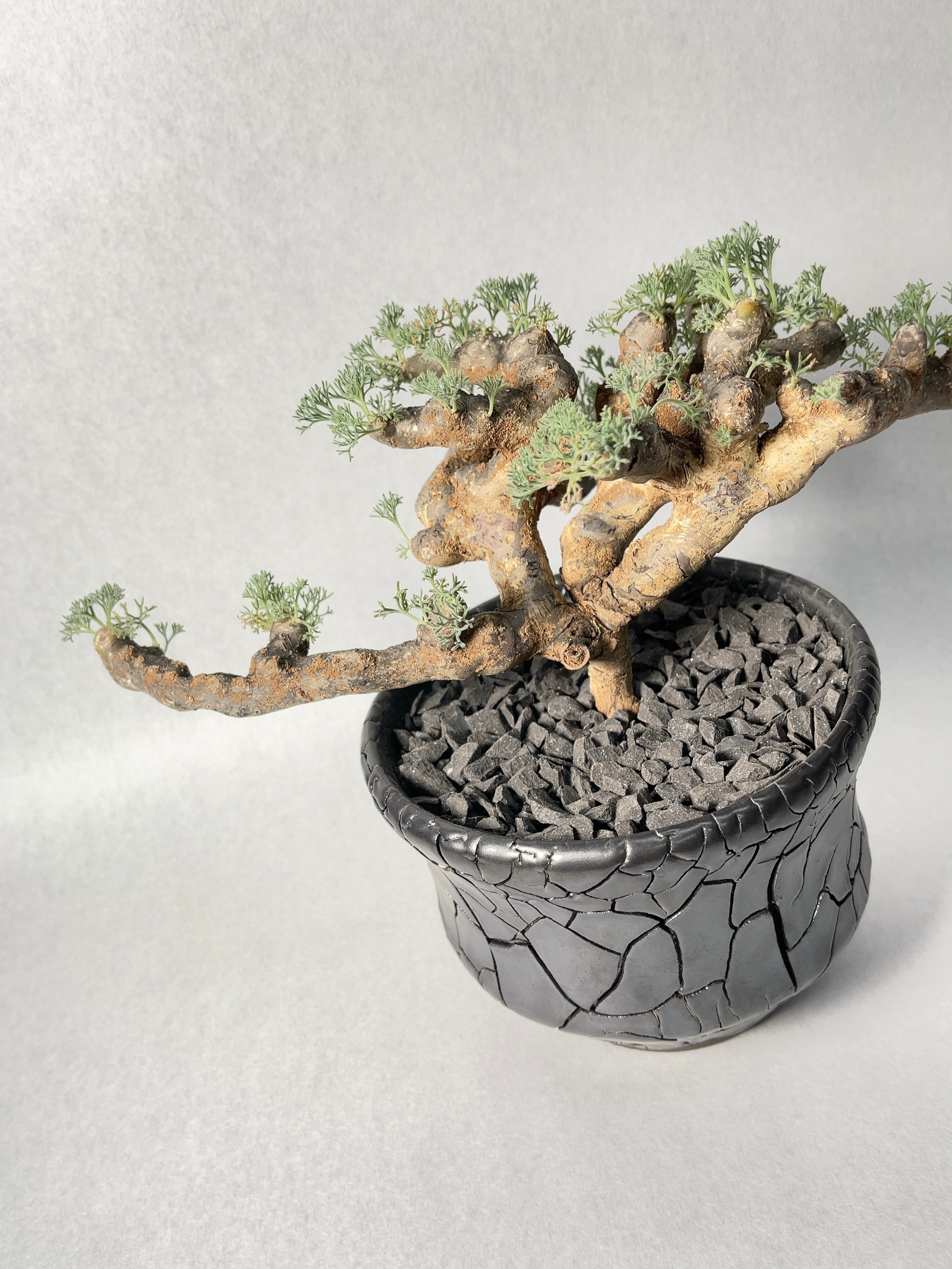 サルコカウロン　ムルチフィズム　約2.5号鉢　No.004　鉢送料込 サルコカウロン ムルチフィズム／Sarcocaulon multifidum no.112