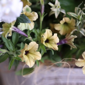 モンディマンシェ 寄せ植え｜ゲウム ピーチ＆ホワイト 春のナチュラルアレンジ｜届いてすぐ飾れる完成品｜玄関インテリア｜新築・開店・退職祝いギフト