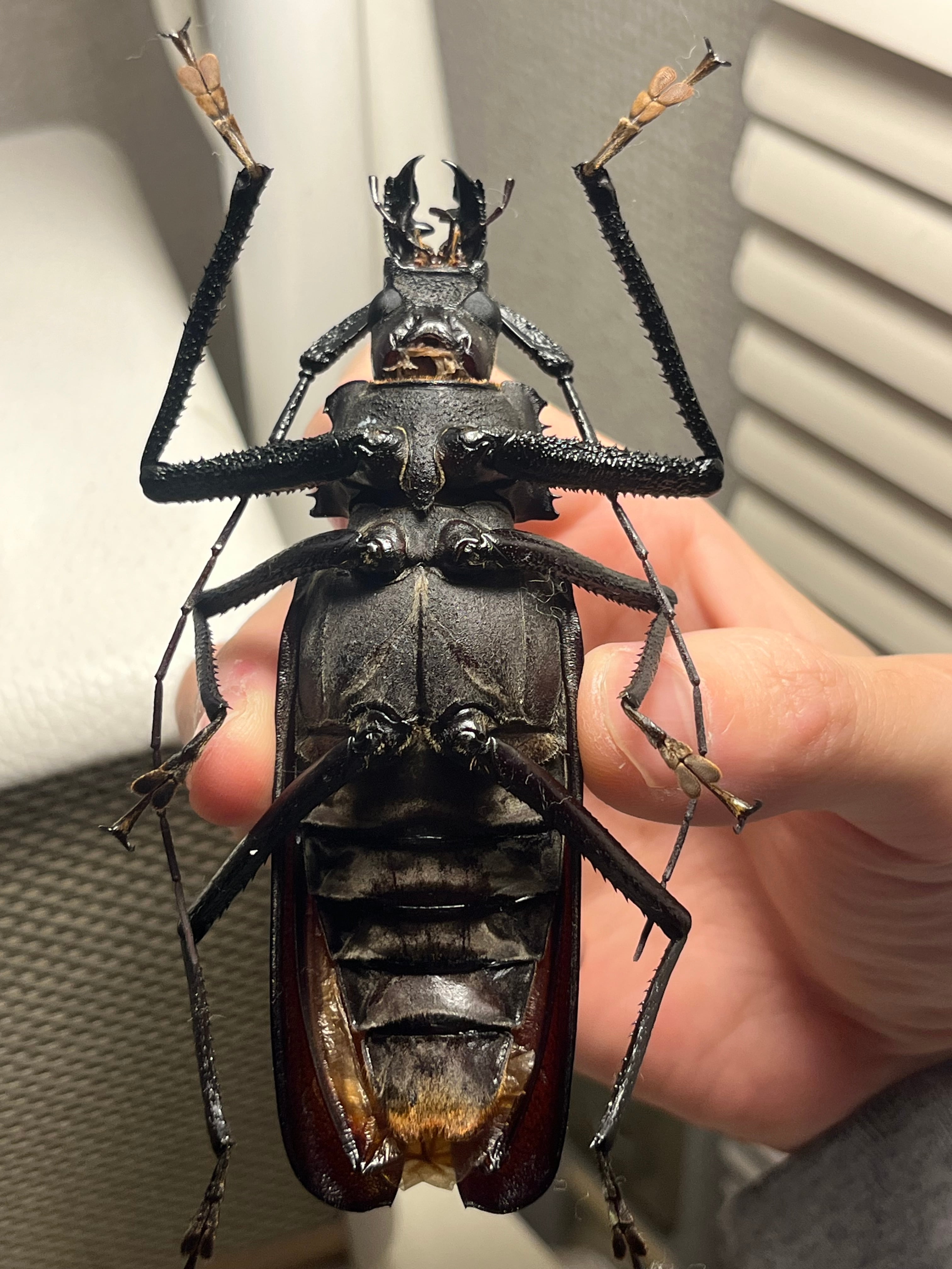 111mm】Xixuthrus isyuniarkoi スジバネトゲフチオオウスバカミキリ