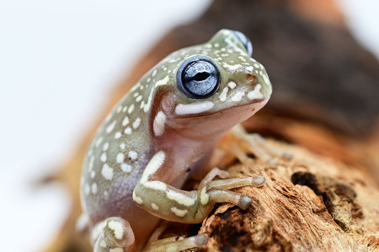 イエアメガエル ブルーアイ&スーパースノーフレーク セミヤング 1匹