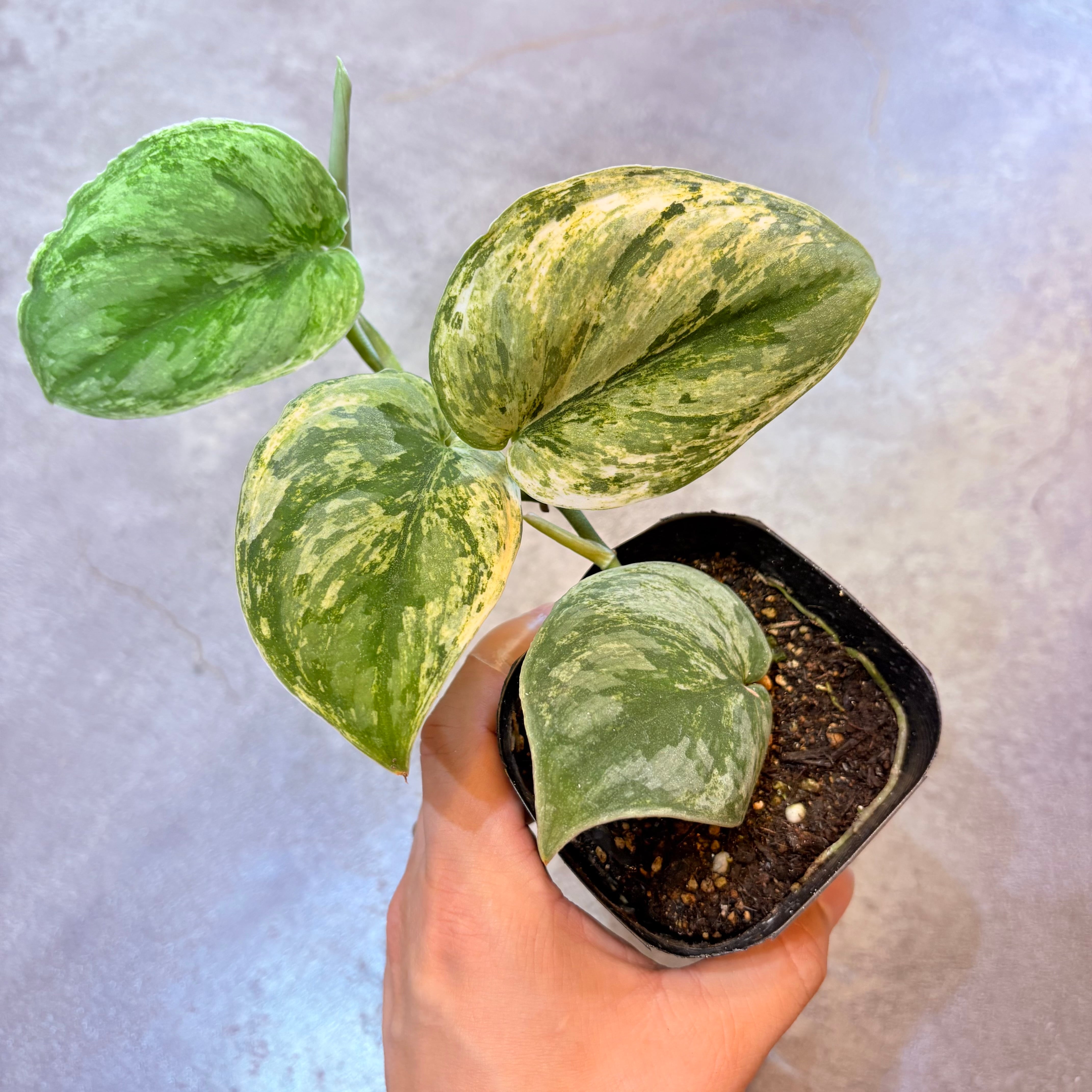 スキンダプサス エキゾチカホログラム 3号 A | Green Vibes 宇都宮市の