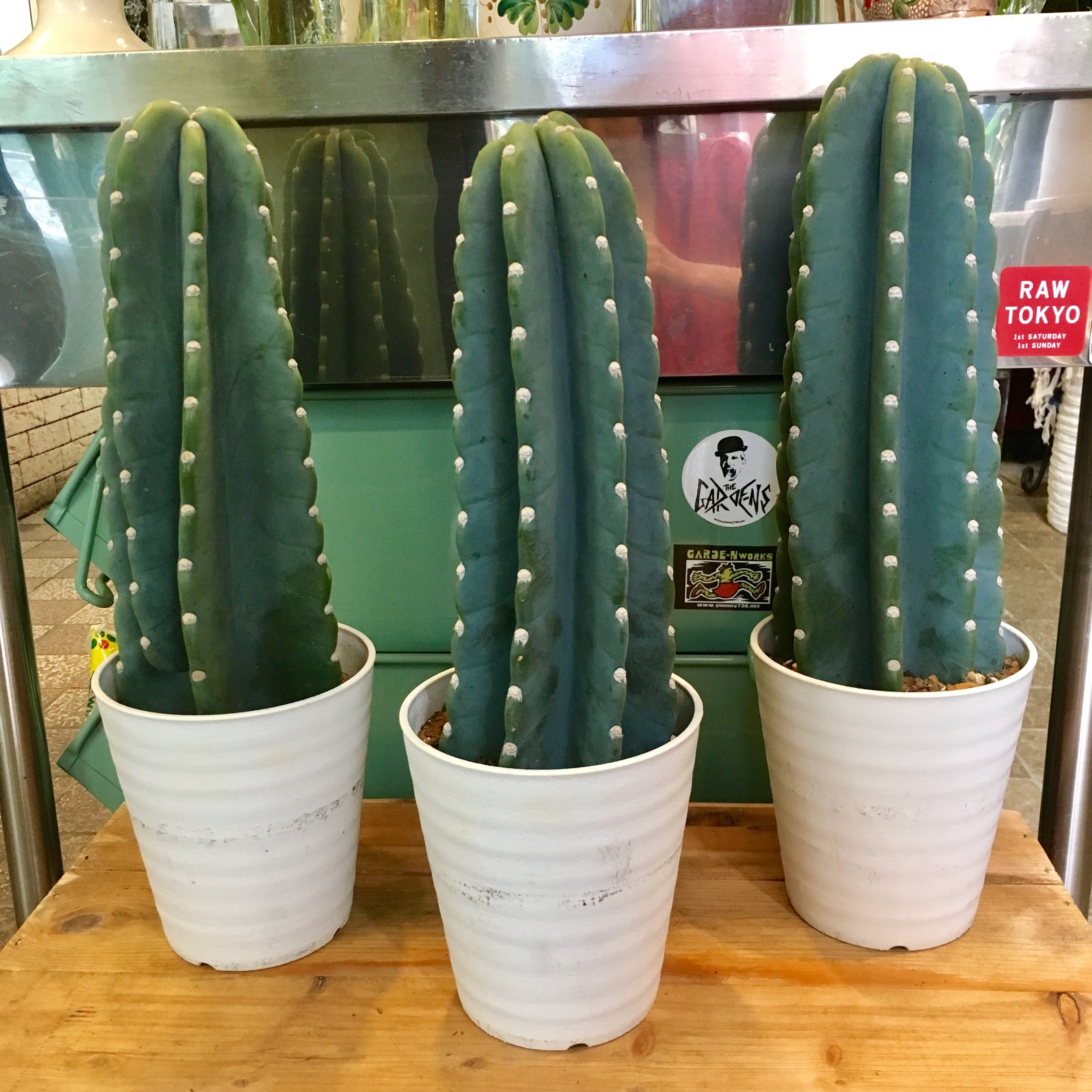 柱サボテン3兄弟 | ハルカゼフラワー