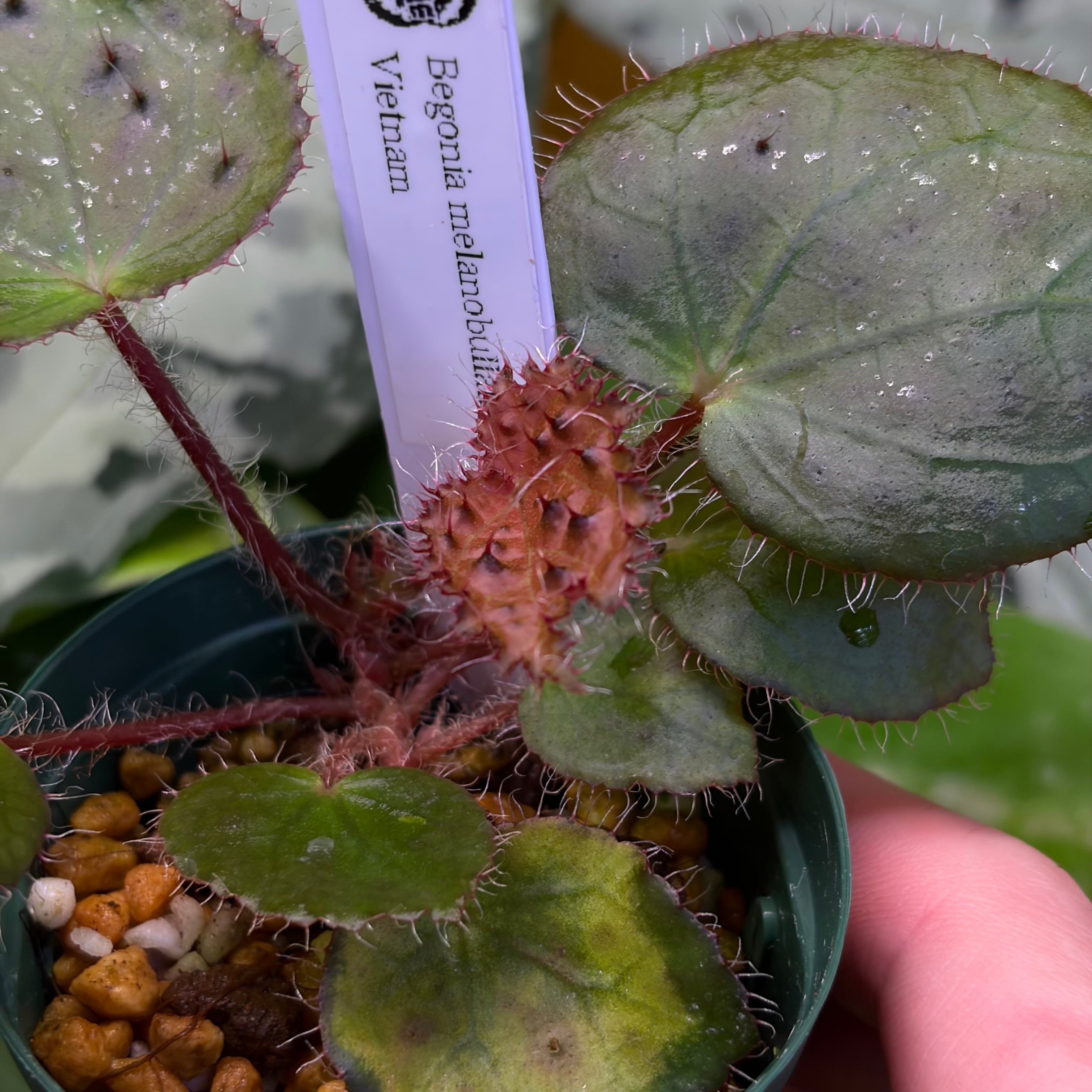Begonia melanobullata Vietnam 原種ベゴニア メラノブラータ | 熱帯