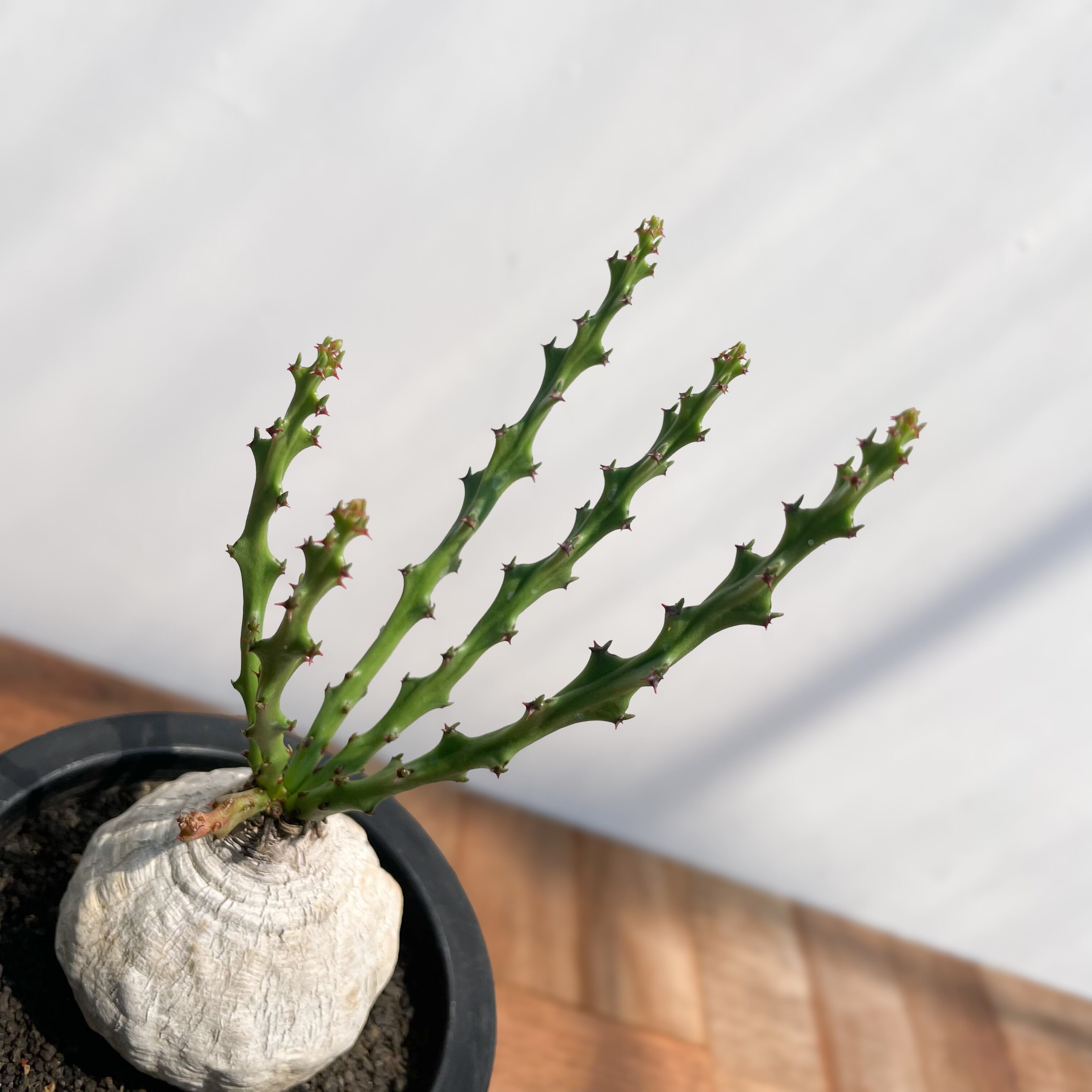 Euphorbia decidua【ユーフォルビア・デシドゥア・蓬莱島】 | RIMO'S
