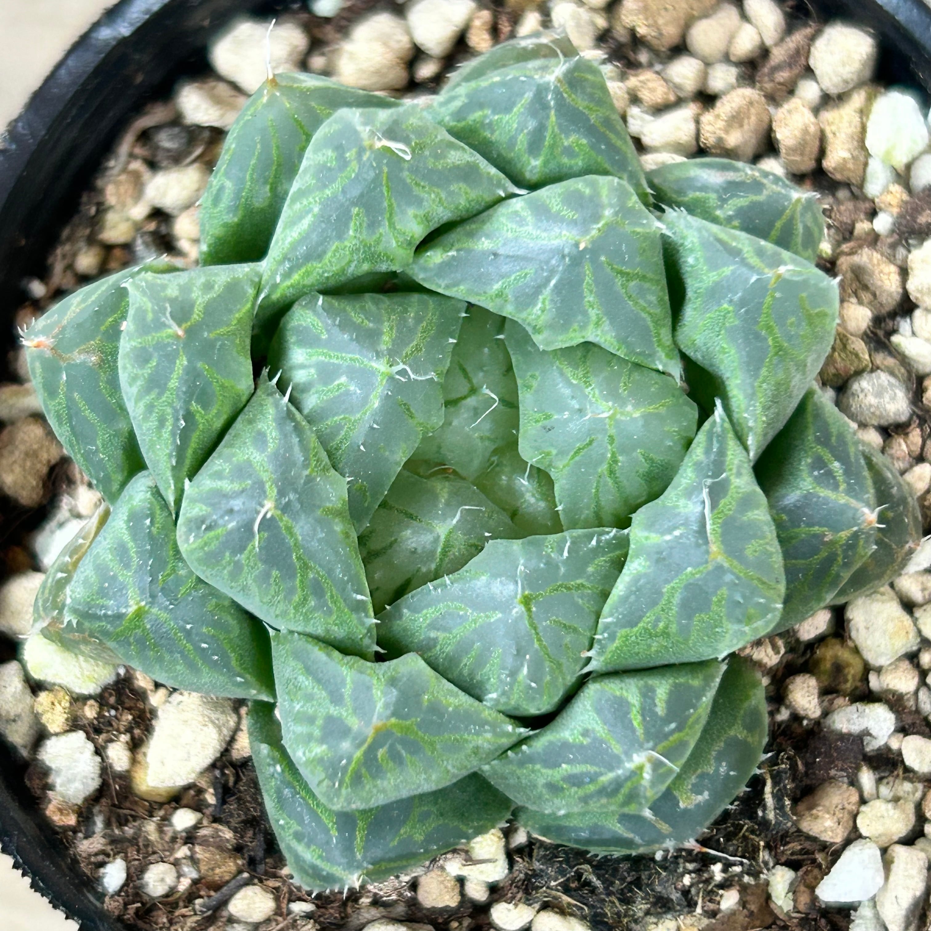 ⭕大型サイズ⭕アガベ⭕ドゥランゲンシス⭕ アガベ・ドゥランゲンシス 3号ロングポット | | アガベ