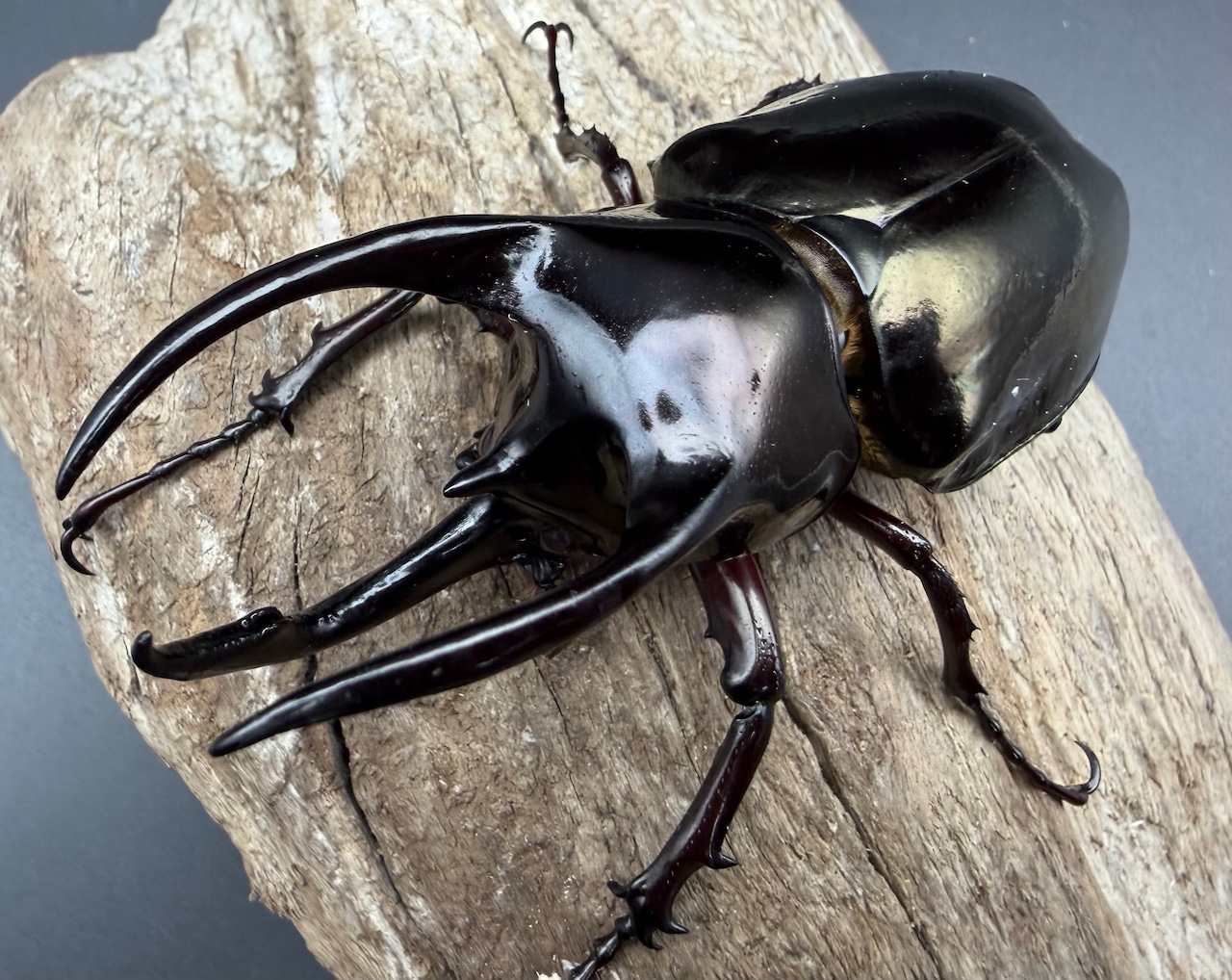 【WD】《アトラスオオカブト スマトラ島産 84mm ペア》