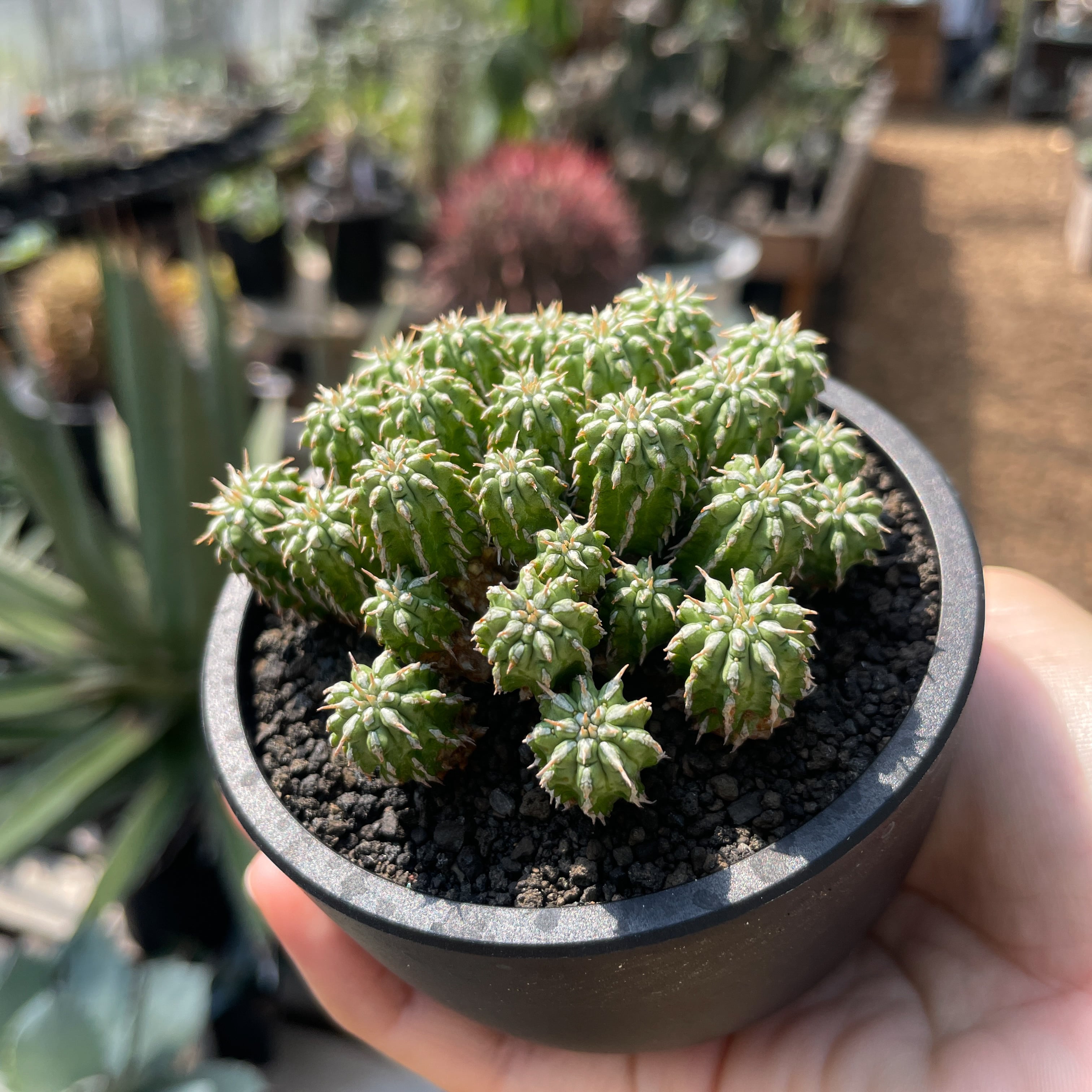 Euphorbia sepulta【ユーフォルビア・セプルタ】 | RIMO'S GREEN