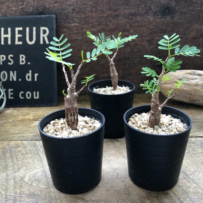 センナ メリディオナリス Senna meridionalis コーデックス 塊根植物