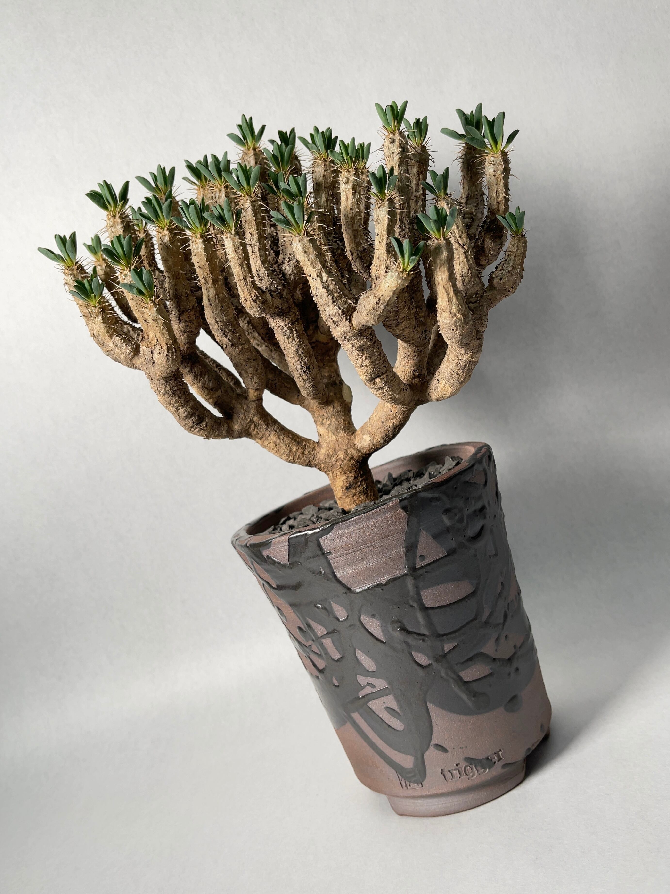 ユーフォルビア・ギラウミニアナ | trigger