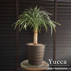 ユッカ デスメティアーナ 7号 Yucca Desmetiana ヤシ 幹立ち 1206BR