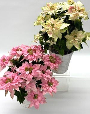 プリンセチア（ロゼ）