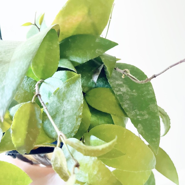 《希少》ホヤ カウダータ ハンギング 観葉植物 calm cafe