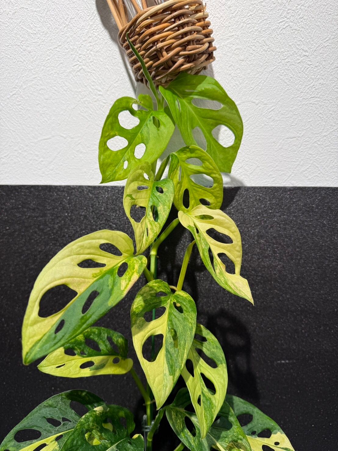 t*p様 超希少‼️モンステラハリケーン　特選美株❣️ t*p様 超希少‼️モンステラハリケーン 特選美株❣️ t*p様 超希少