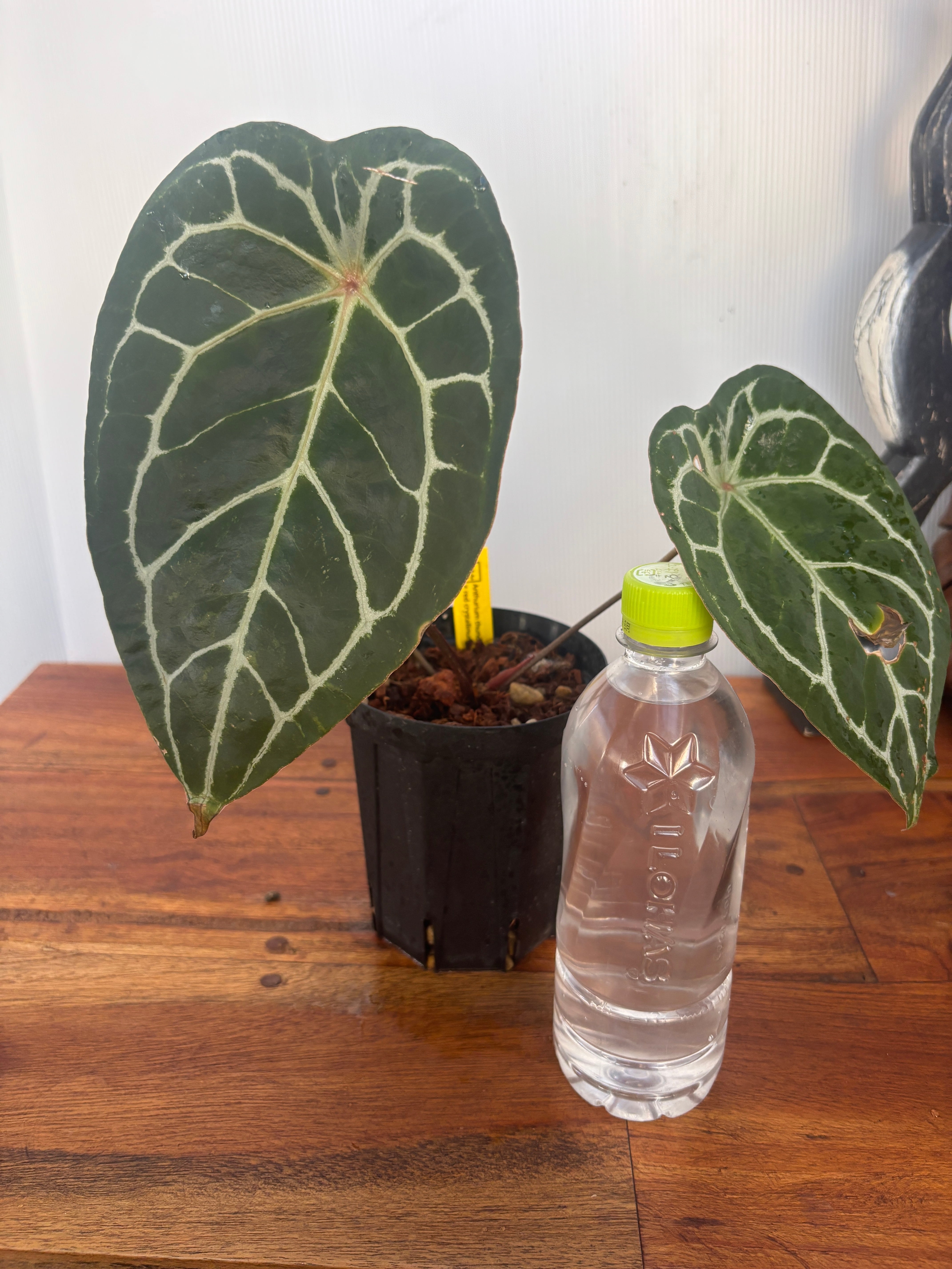 アンスリウム　スコーピオン アンスリウム スコーピオン Anthurium Scorpion Mint – Casa Botanica
