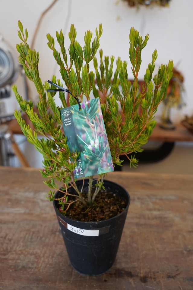 ダーウィニア　プロセラ②