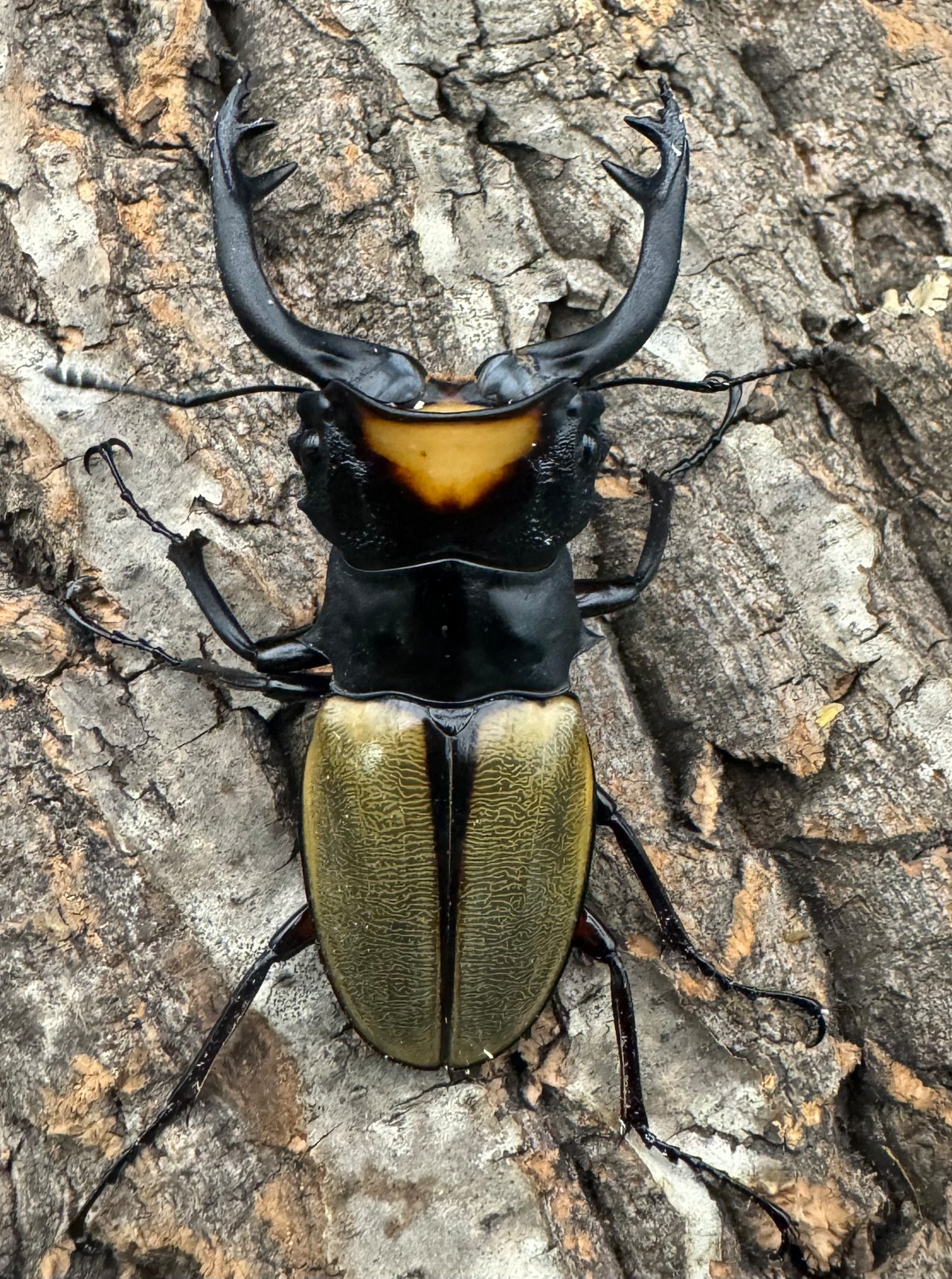 【WD】《ラコダールツヤクワガタ 76mm ペア》