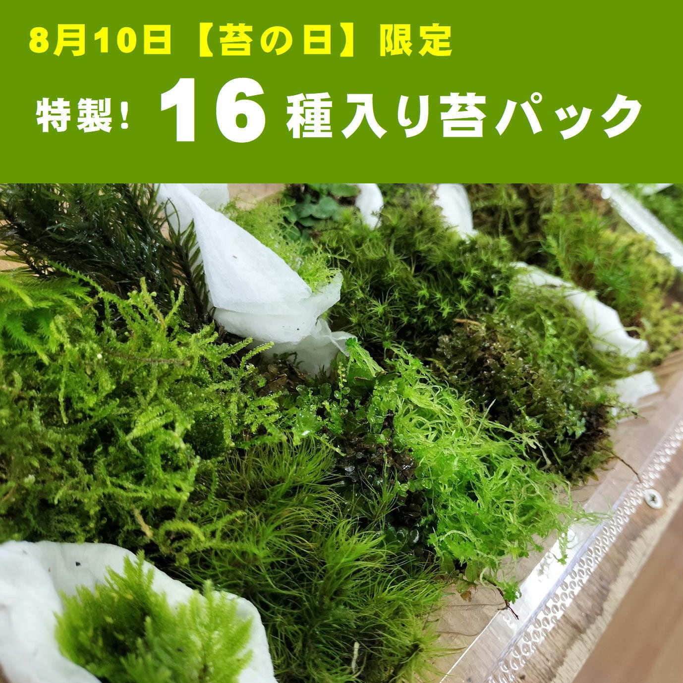 【苔の日限定】特製!16種入り苔パック(限定10セット)