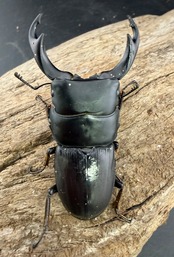 【WD】《ミンダナオパリーオオクワ キダパワン産 62mm ペア》