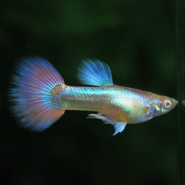 RREAラズリーネオンタキシードリボン　若魚1カルテット＋おまけ1ペア
