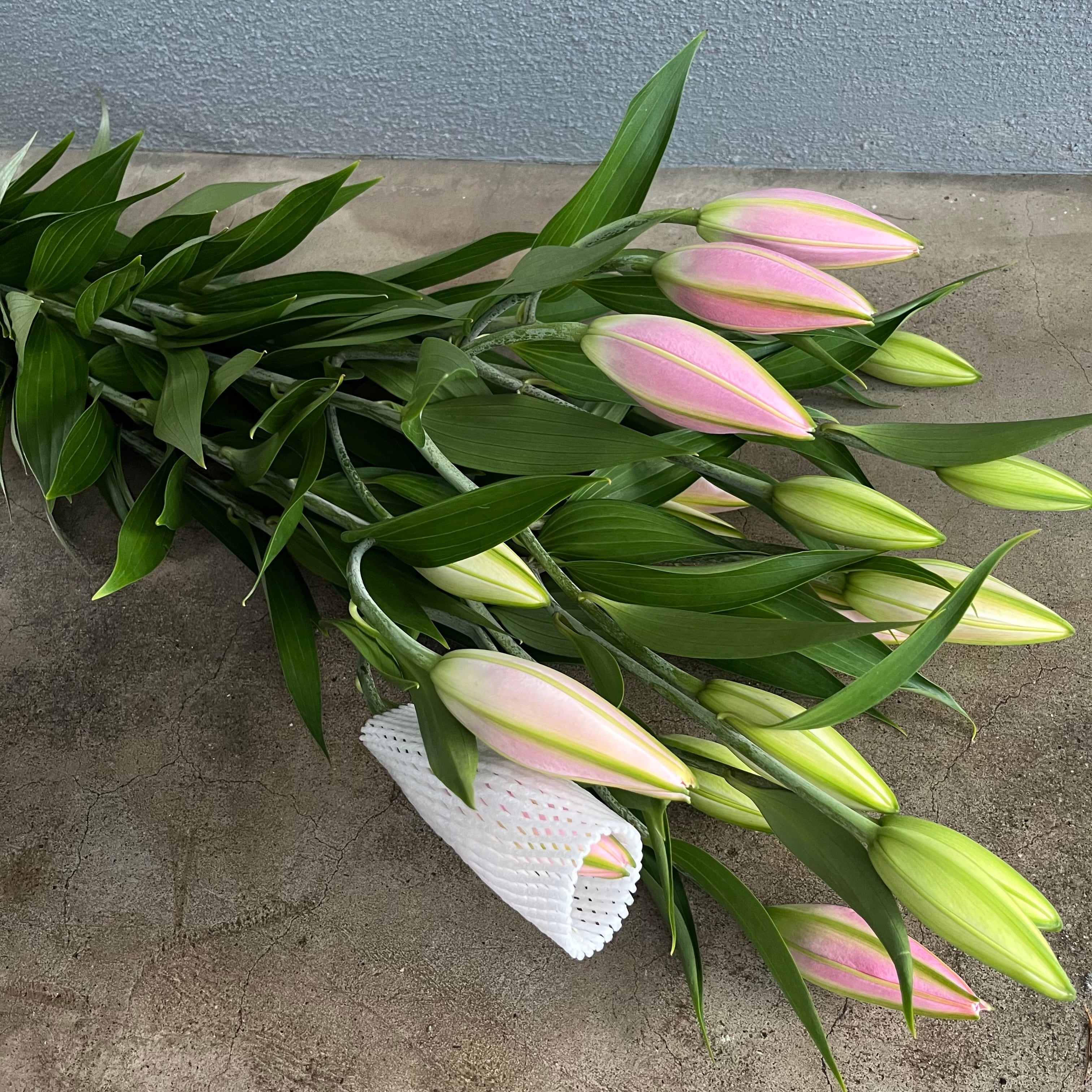 【美品】カネコイサオ 薄ピンクパープル ゆり柄 タブリエ/クリーニング済み カサブランカ 球根 プーケット （ ピンクカサブランカ）1球